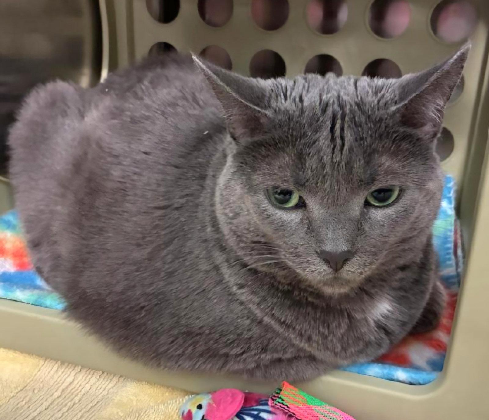 Wednesday, a Adoptable Domestic Short Hair in Trenton, NJ image 1/3