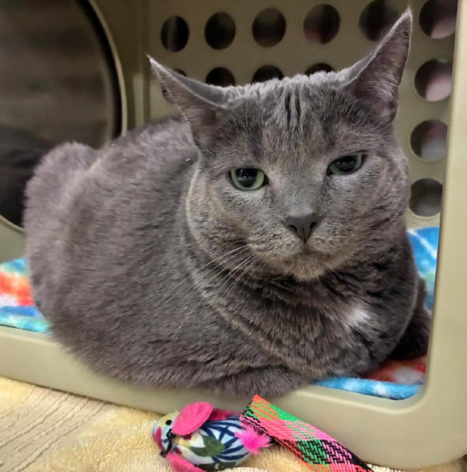 Wednesday, a Adoptable Domestic Short Hair in Trenton, NJ image 2/3