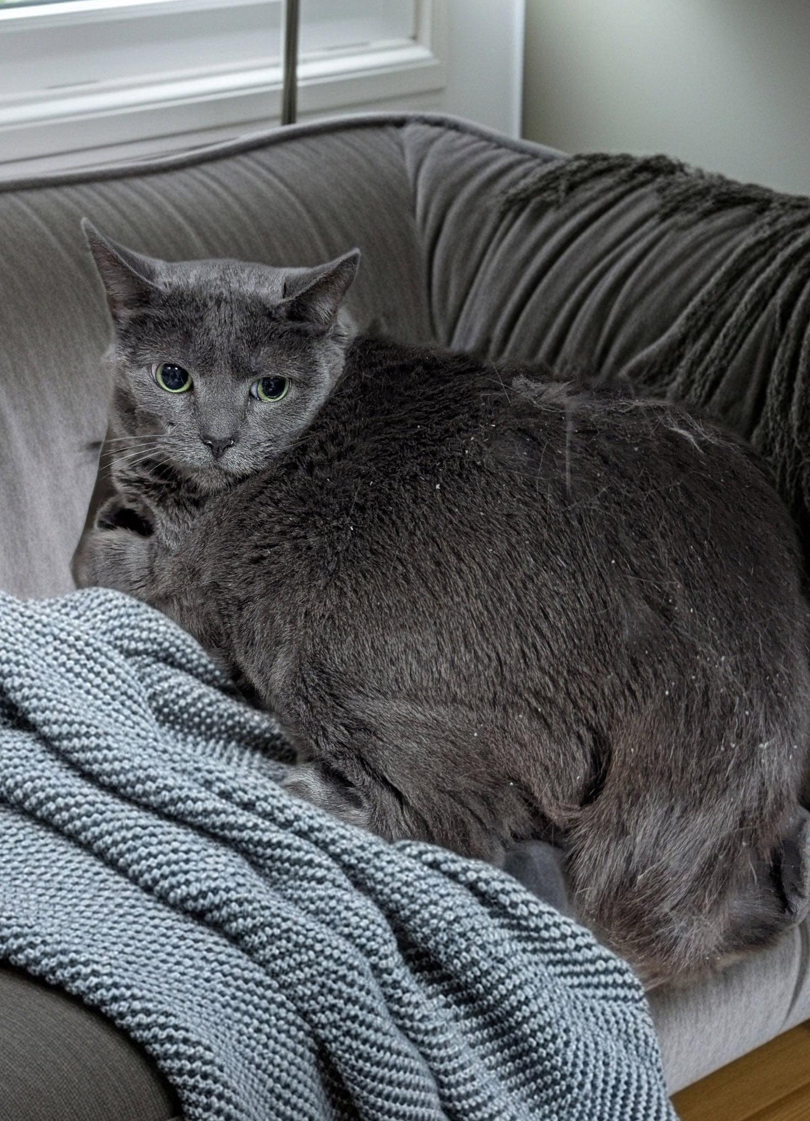 Wednesday, a Adoptable Domestic Short Hair in Trenton, NJ image 3/3