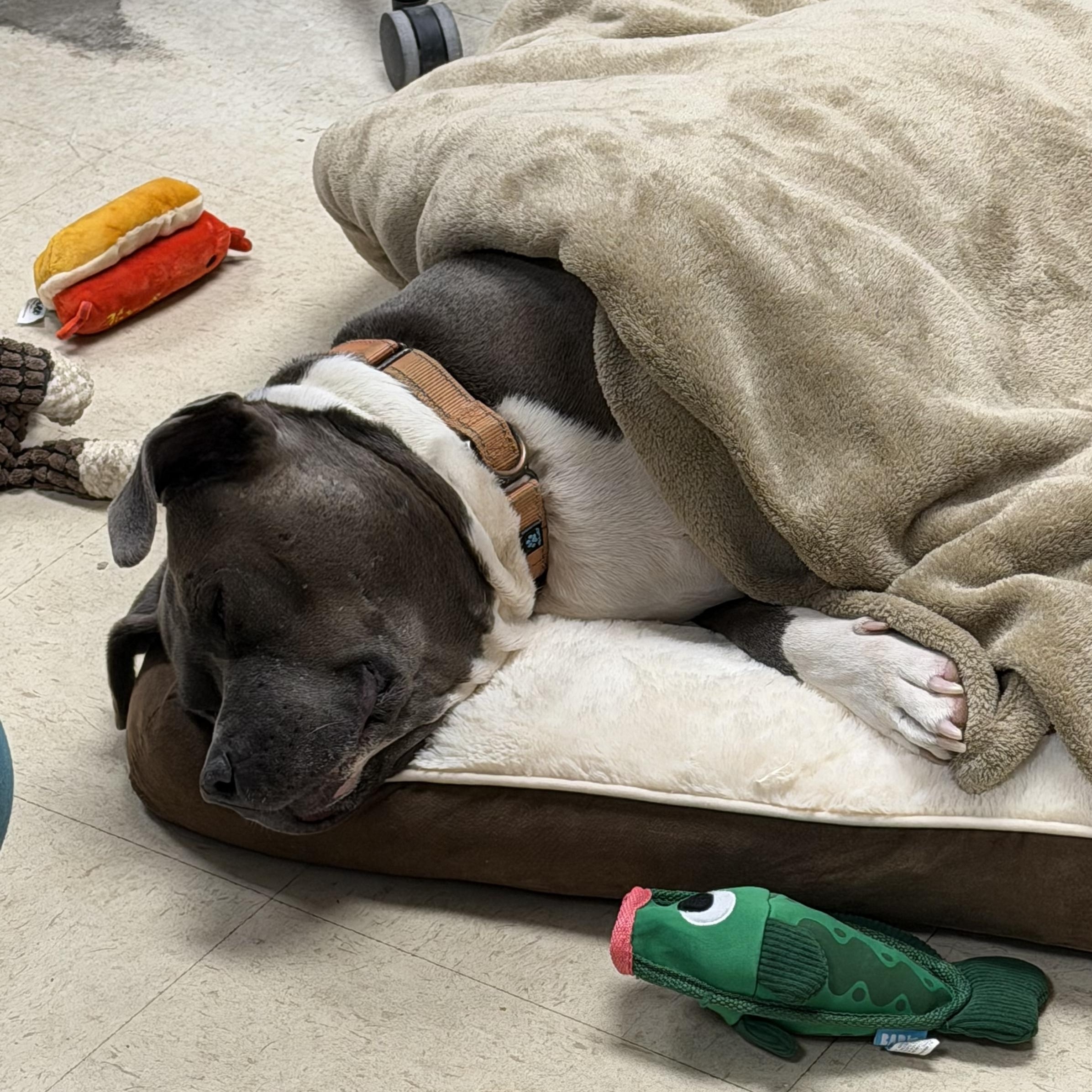 Enlarge Mary Kate - In Foster, an adoptable Mixed Breed in Midland, MI image 3/6