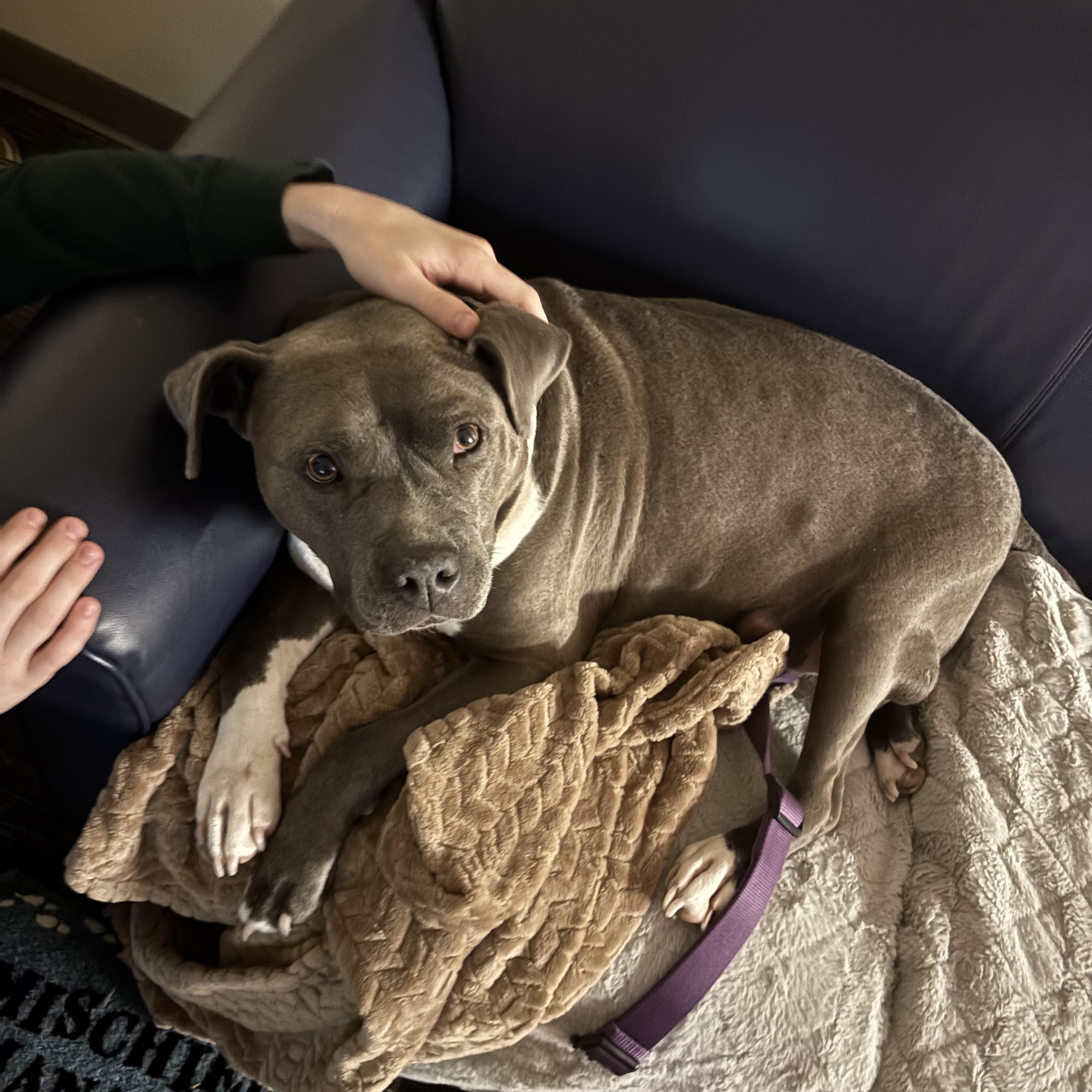 Enlarge Mary Kate - In Foster, an adoptable Mixed Breed in Midland, MI image 4/6