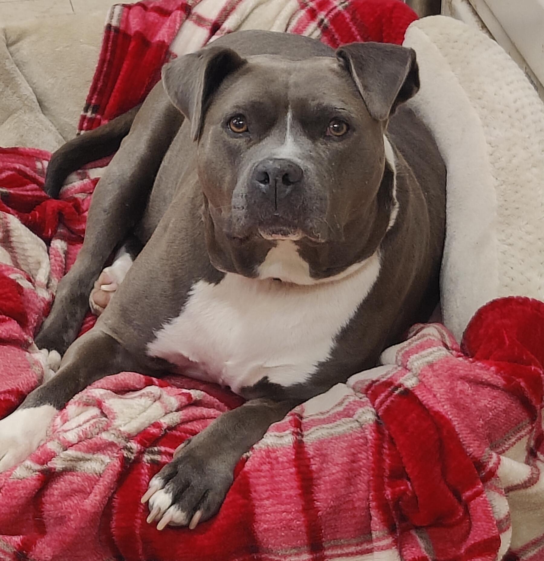 Enlarge Mary Kate - In Foster, an adoptable Mixed Breed in Midland, MI image 5/6