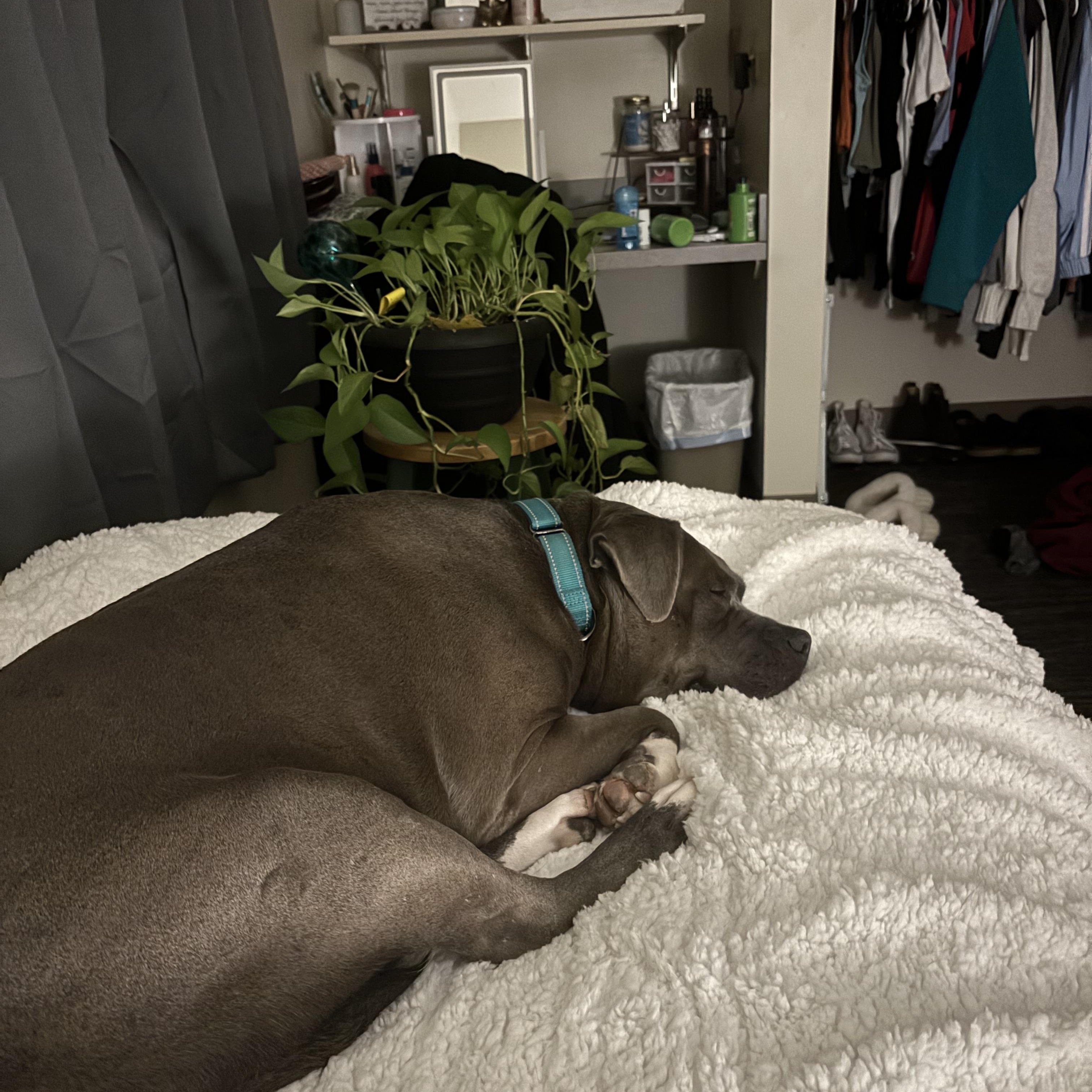 Enlarge Mary Kate - In Foster, an adoptable Mixed Breed in Midland, MI image 6/6