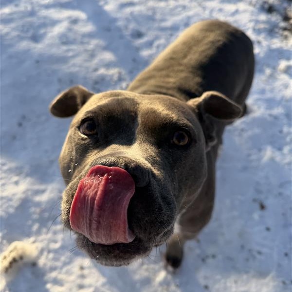 Enlarge Mary Kate - In Foster, an adoptable Mixed Breed in Midland, MI image 2/6