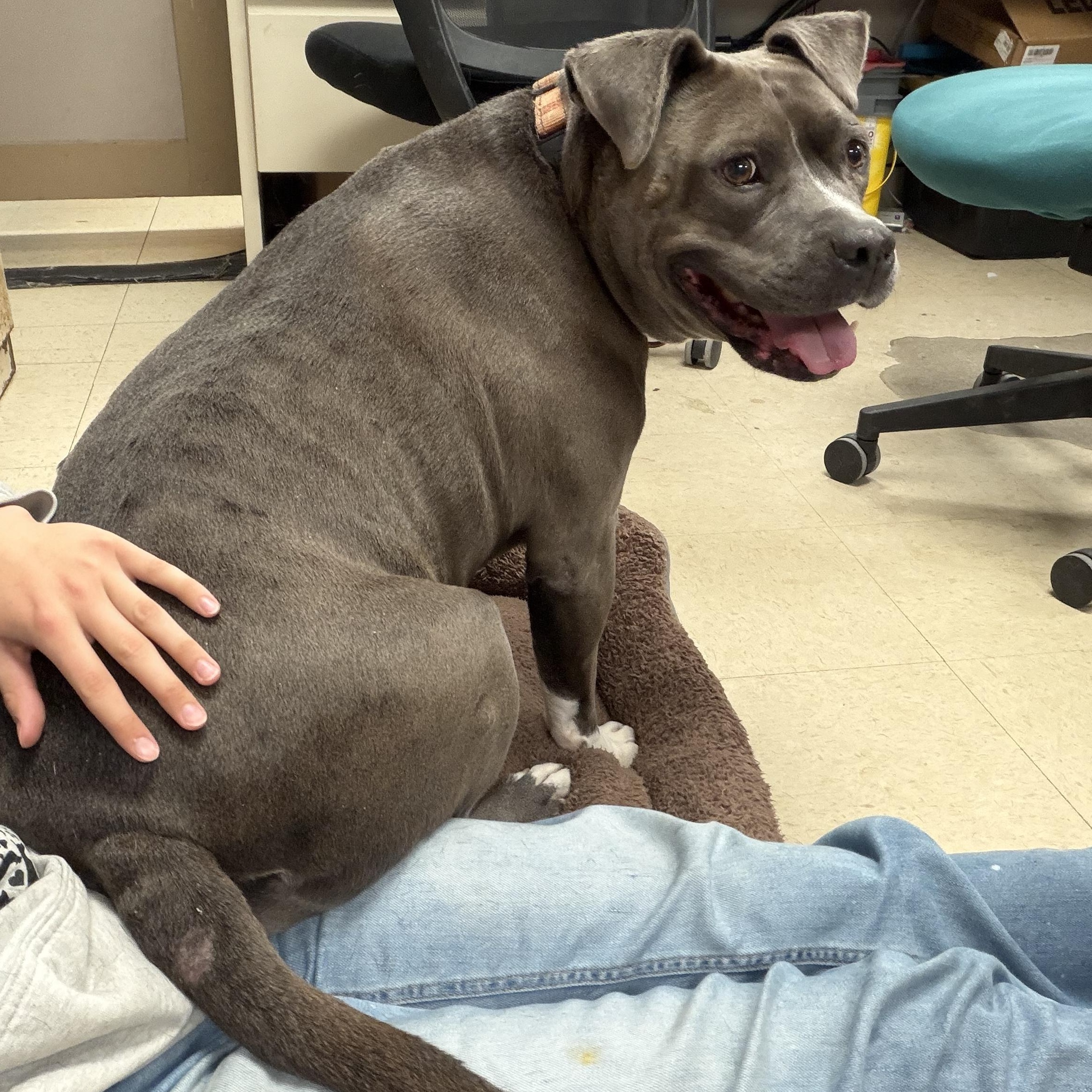 Enlarge Mary Kate - In Foster, an adoptable Mixed Breed in Midland, MI image 1/6