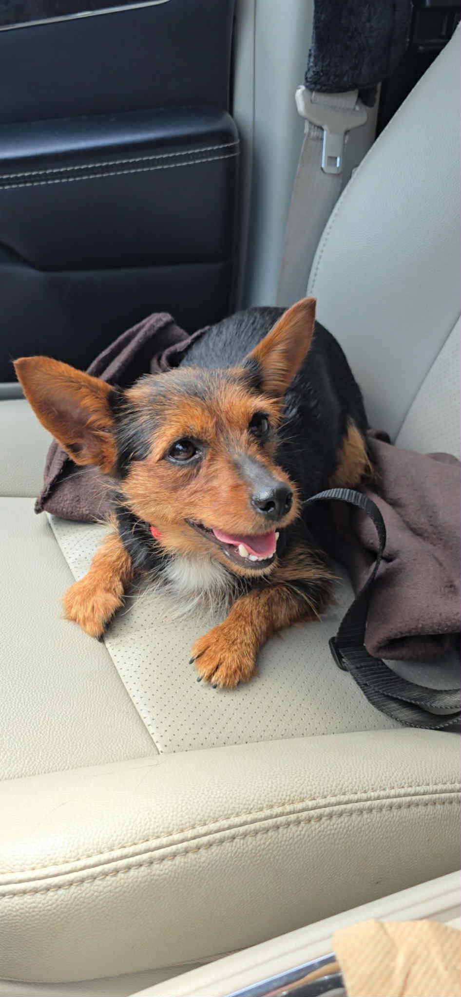 Dixie (yorkie), Adopted, Young Female Yorkshire Terrier.