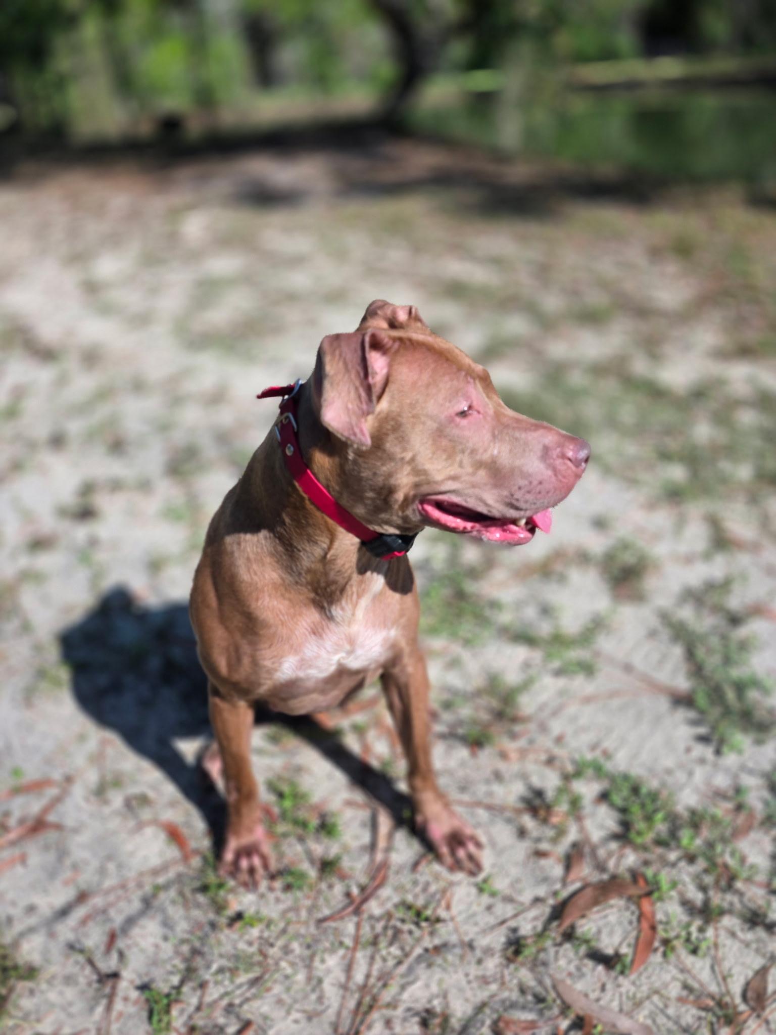 MIMI, ADOPTABLE, Young Female Pit Bull Terrier & Coonhound.
