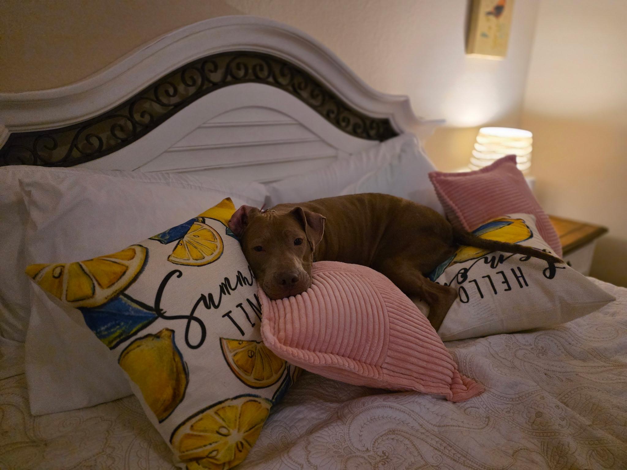 MIMI, ADOPTABLE, Young Female Pit Bull Terrier & Coonhound.