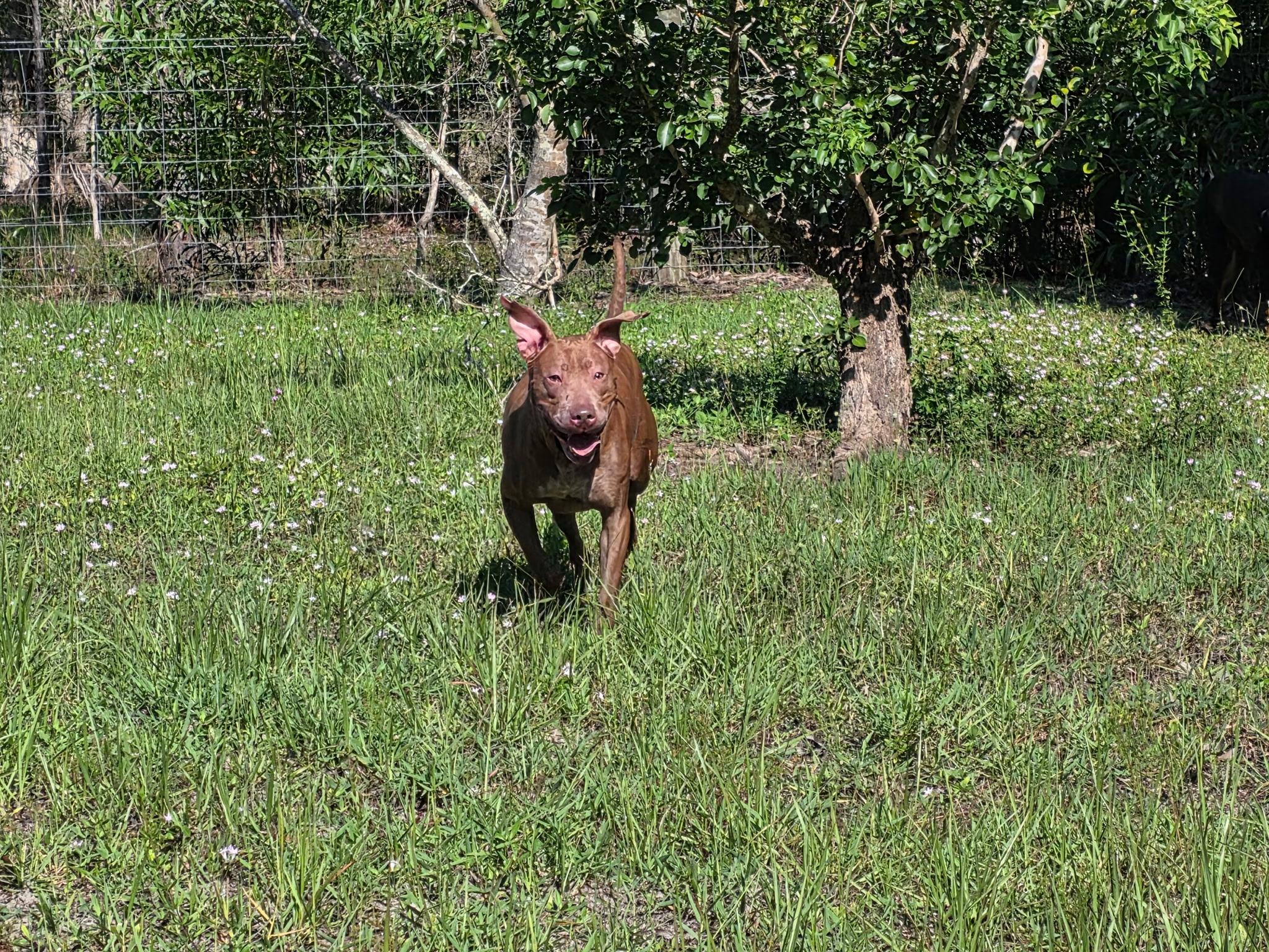 Enlarge MIMI, a ADOPTABLE mixed breed in Ft. Meyers, FL image 2/5