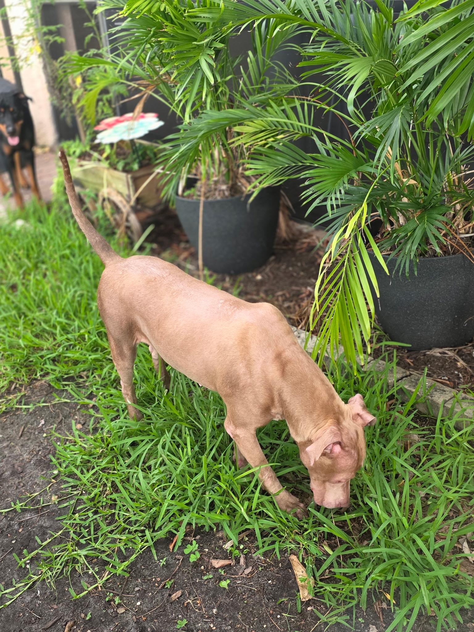 Enlarge MIMI, a ADOPTABLE mixed breed in Ft. Meyers, FL image 3/5