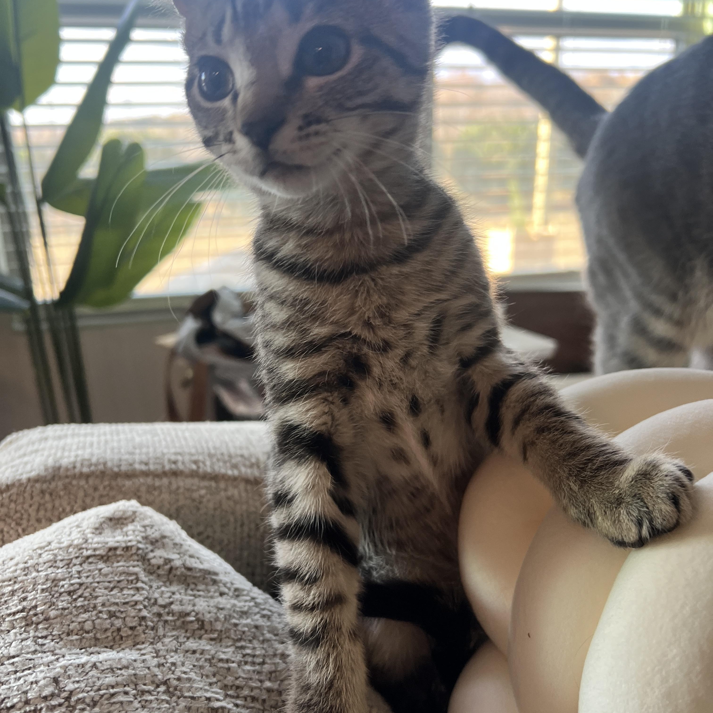 Enlarge Azriel, a Adoptable mixed breed in Waxhaw, NC image 3/6