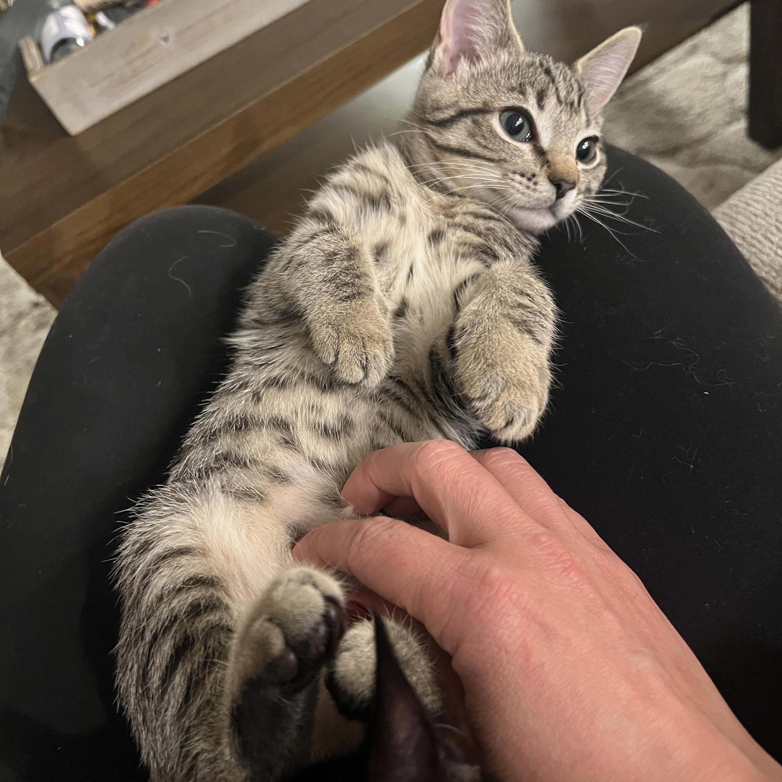 Azriel, Adoptable, Young Male Tabby.