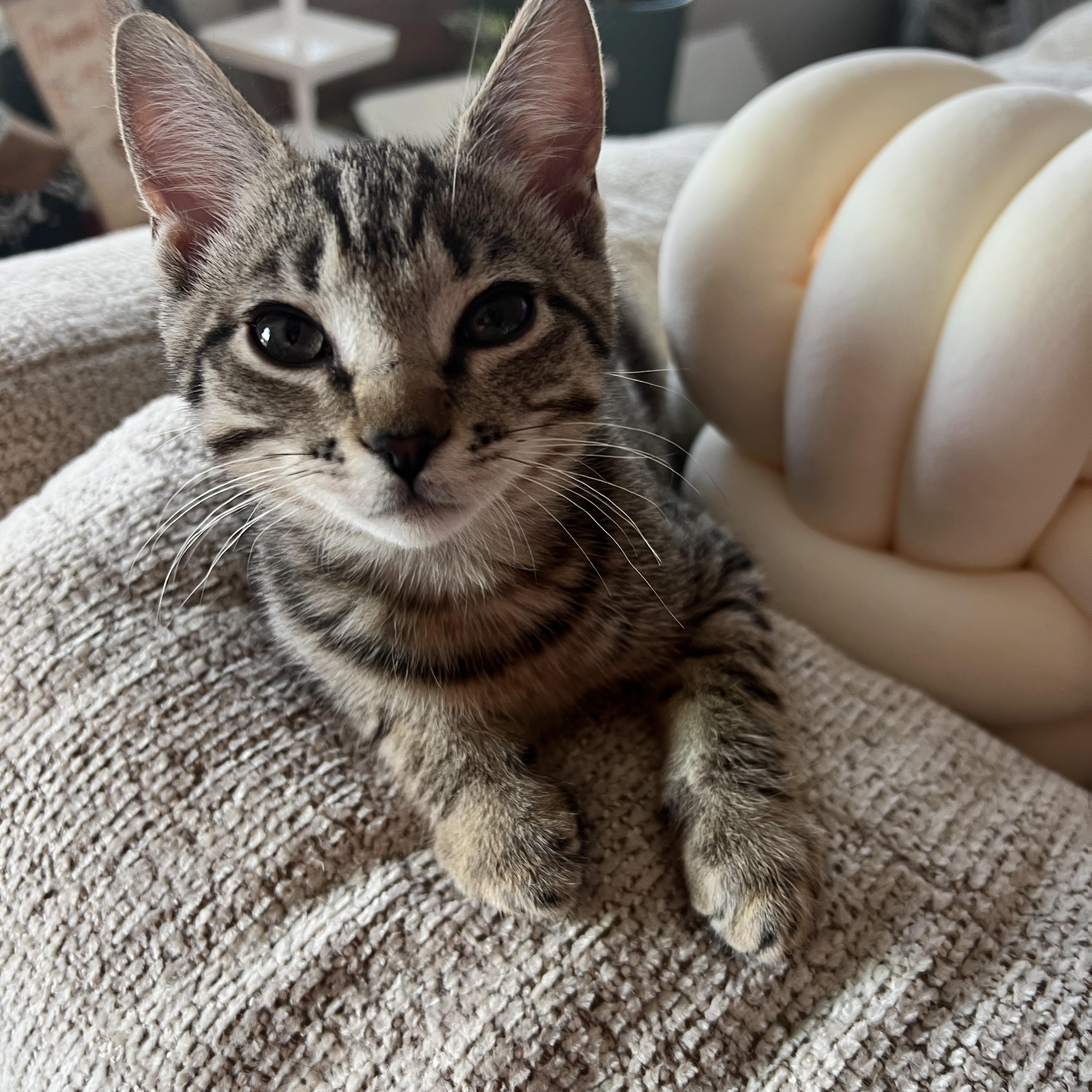 Enlarge Azriel, a Adoptable mixed breed in Waxhaw, NC image 2/6