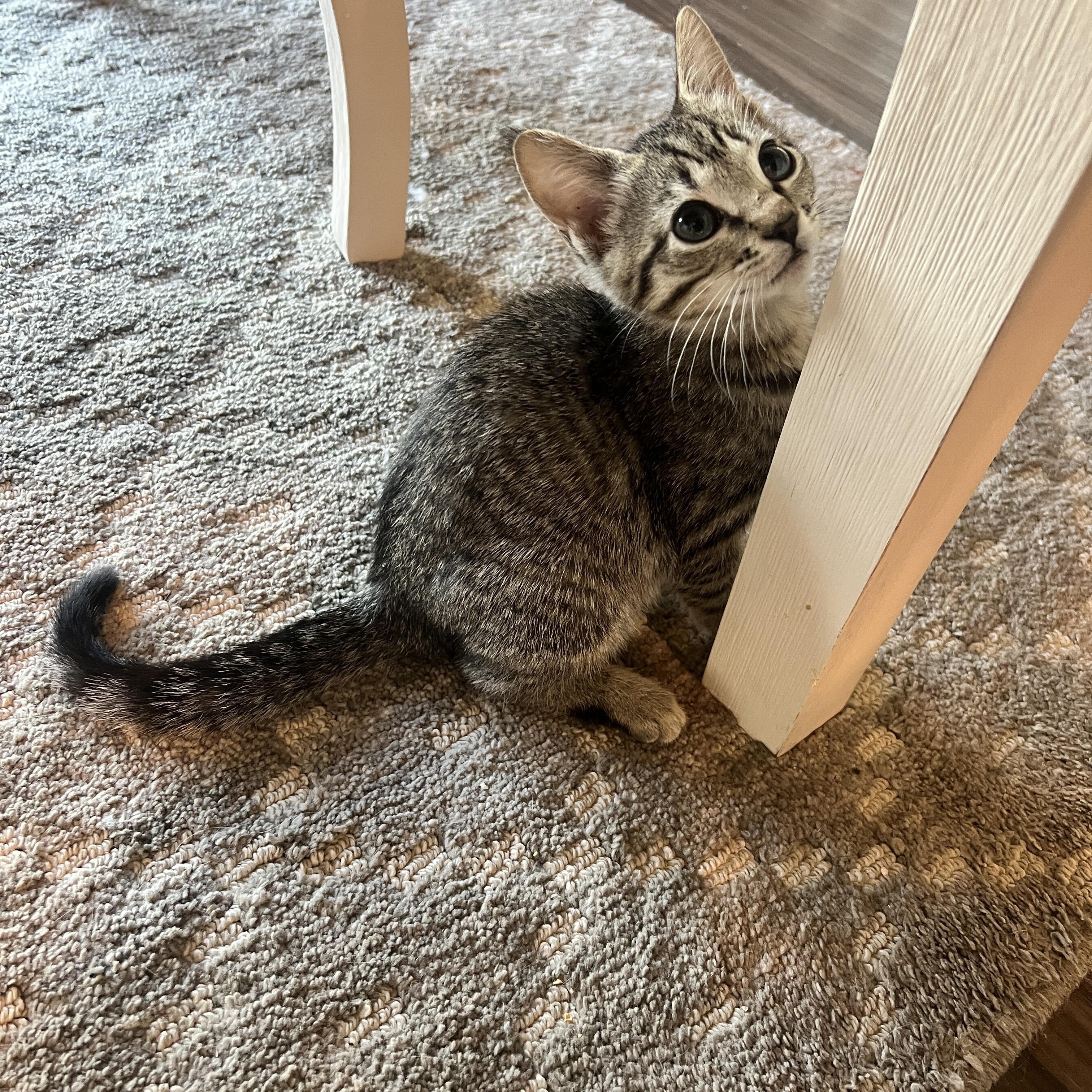 Enlarge Azriel, a Adoptable mixed breed in Waxhaw, NC image 4/6