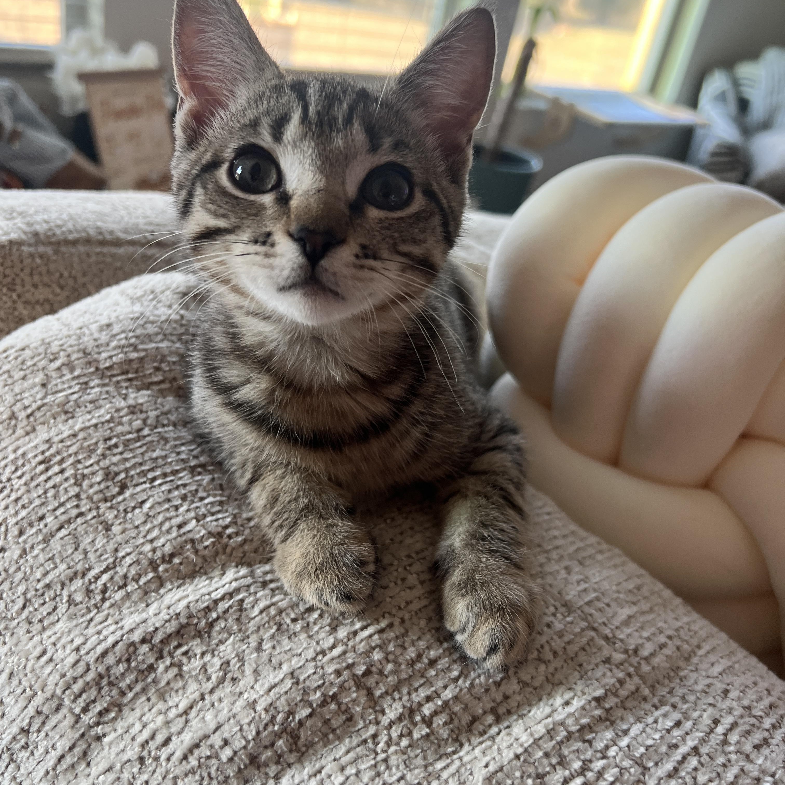 Enlarge Azriel, a Adoptable mixed breed in Waxhaw, NC image 5/6