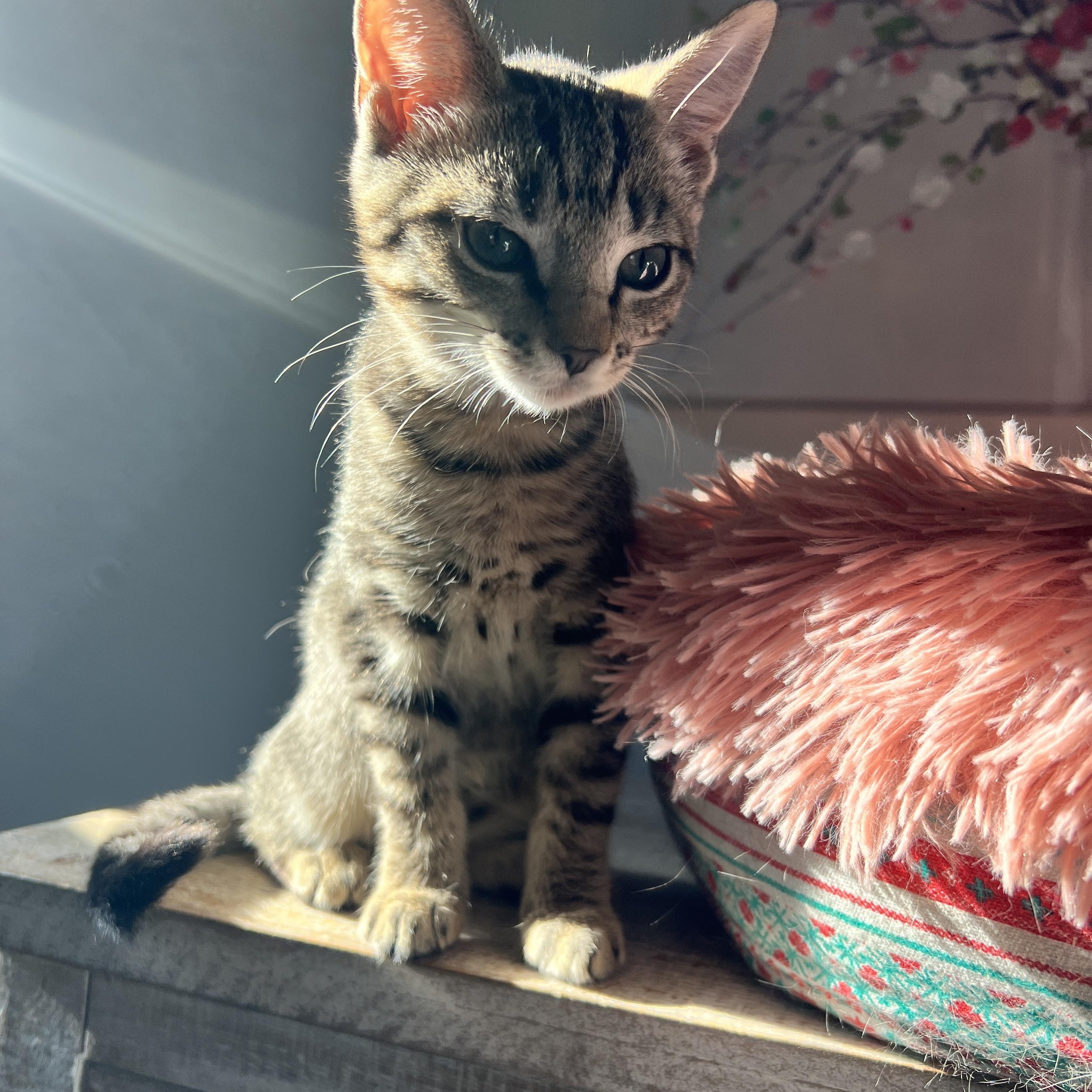 Enlarge Azriel, a Adoptable mixed breed in Waxhaw, NC image 6/6