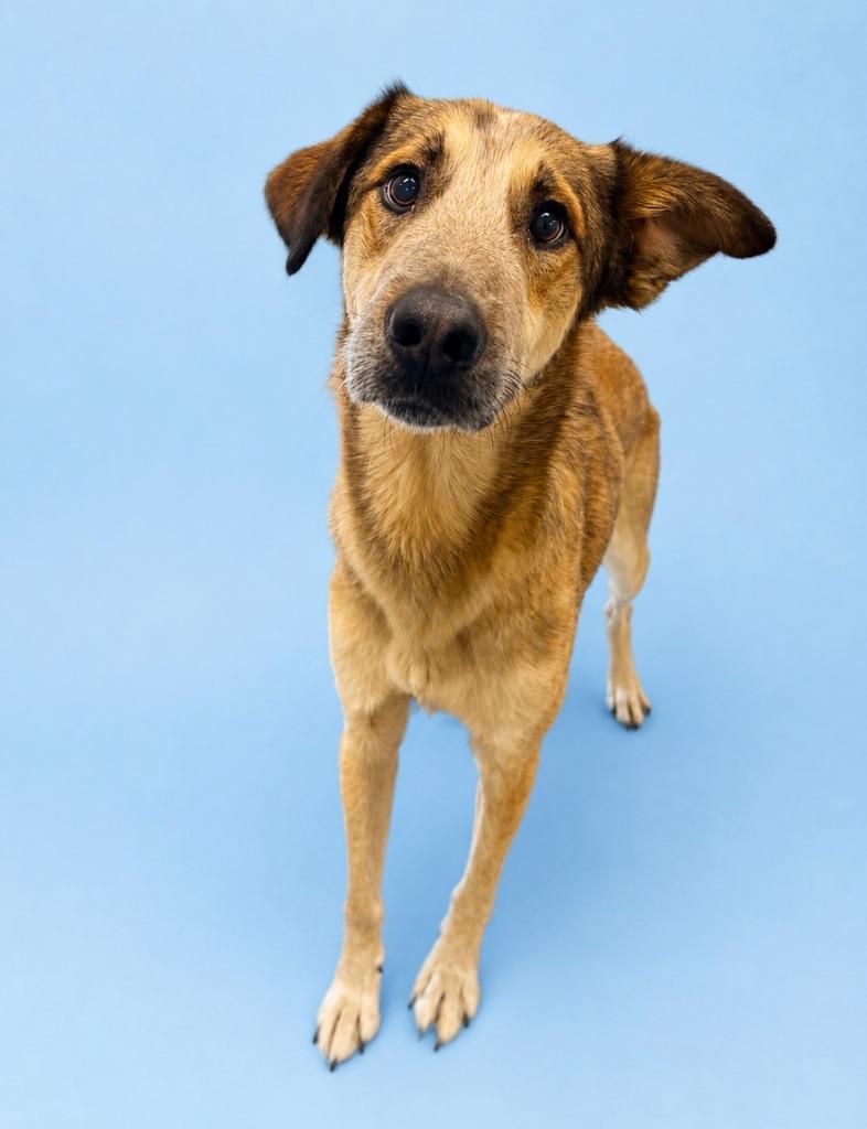 Reed, Adoptable, Young Male German Shepherd Dog & Mixed Breed.
