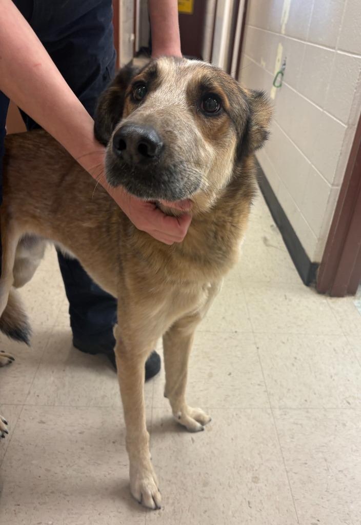 Reed, a Adoptable mixed breed in Rock Springs, WY image 2/2