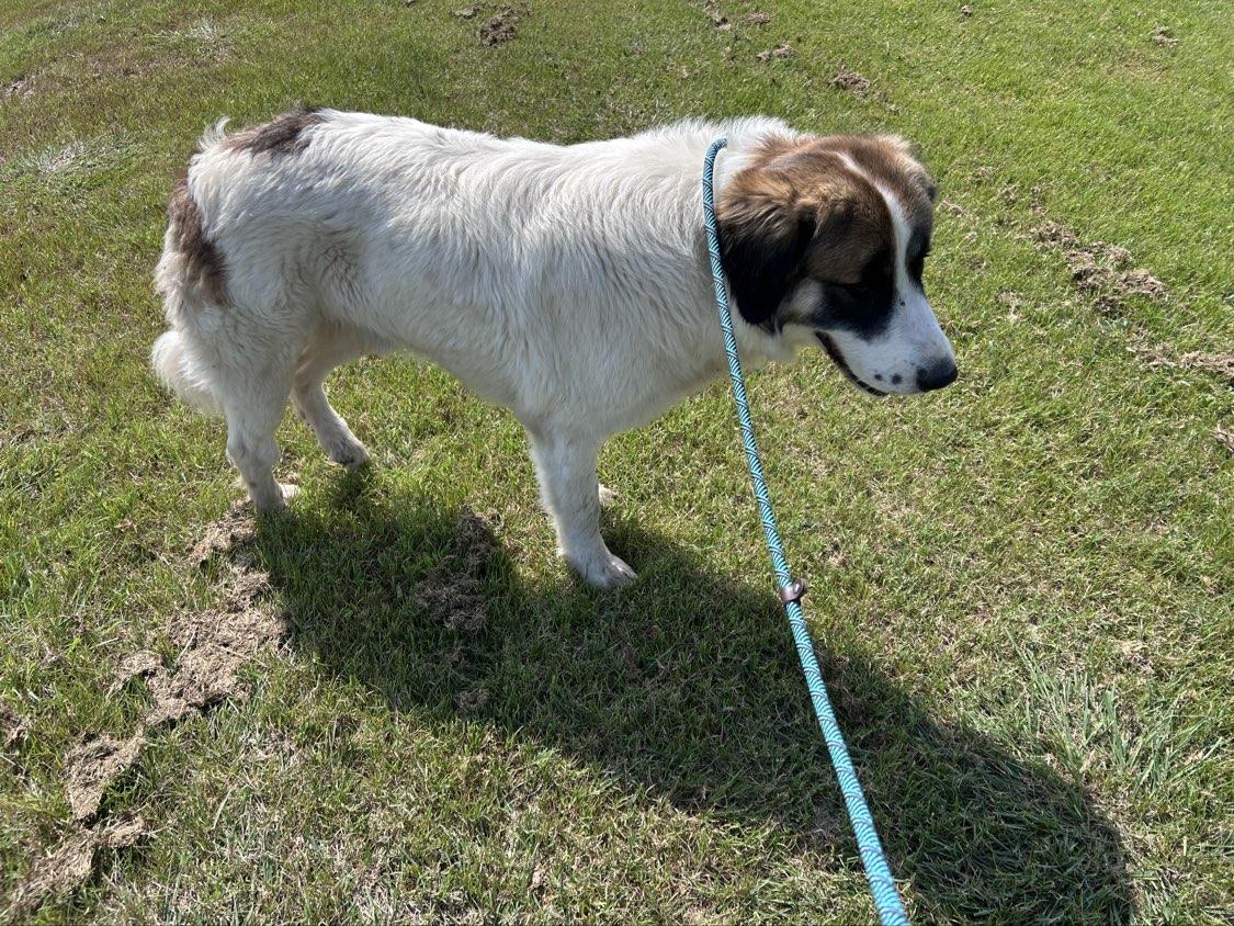Enlarge Pierre, a ADOPTABLE mixed breed in PEARLAND, TX image 3/6