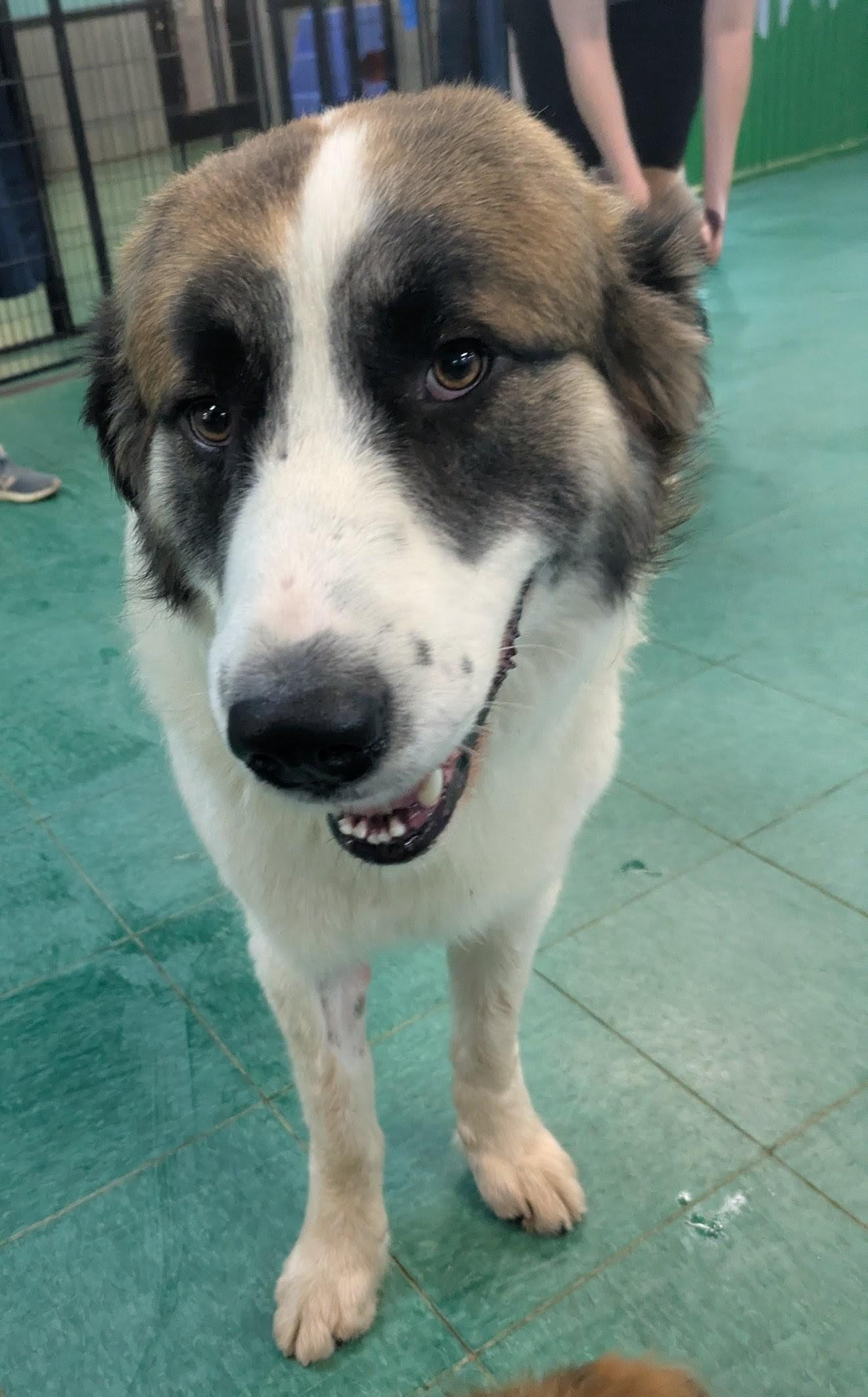 Enlarge Pierre, a ADOPTABLE mixed breed in PEARLAND, TX image 2/6