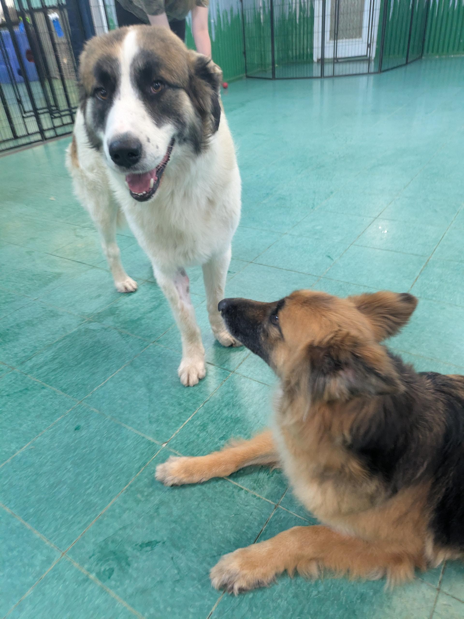 Enlarge Pierre, a ADOPTABLE mixed breed in PEARLAND, TX image 6/6