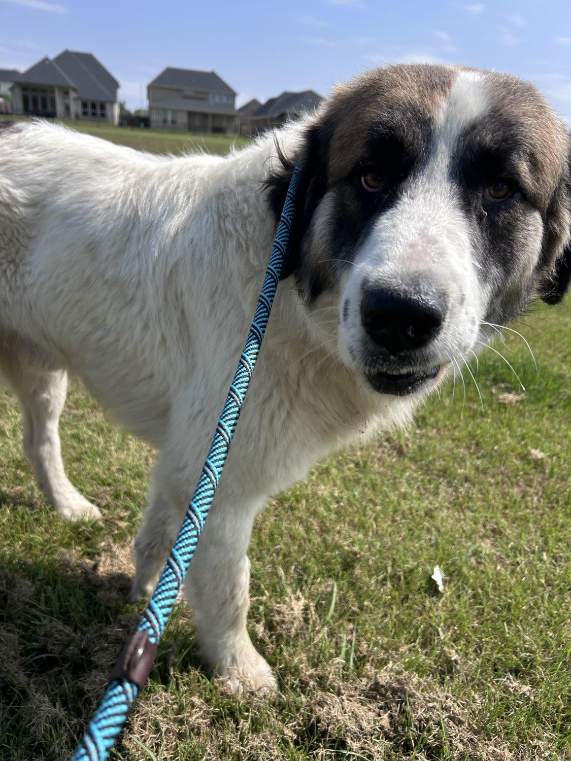 Enlarge Pierre, a ADOPTABLE mixed breed in PEARLAND, TX image 4/6
