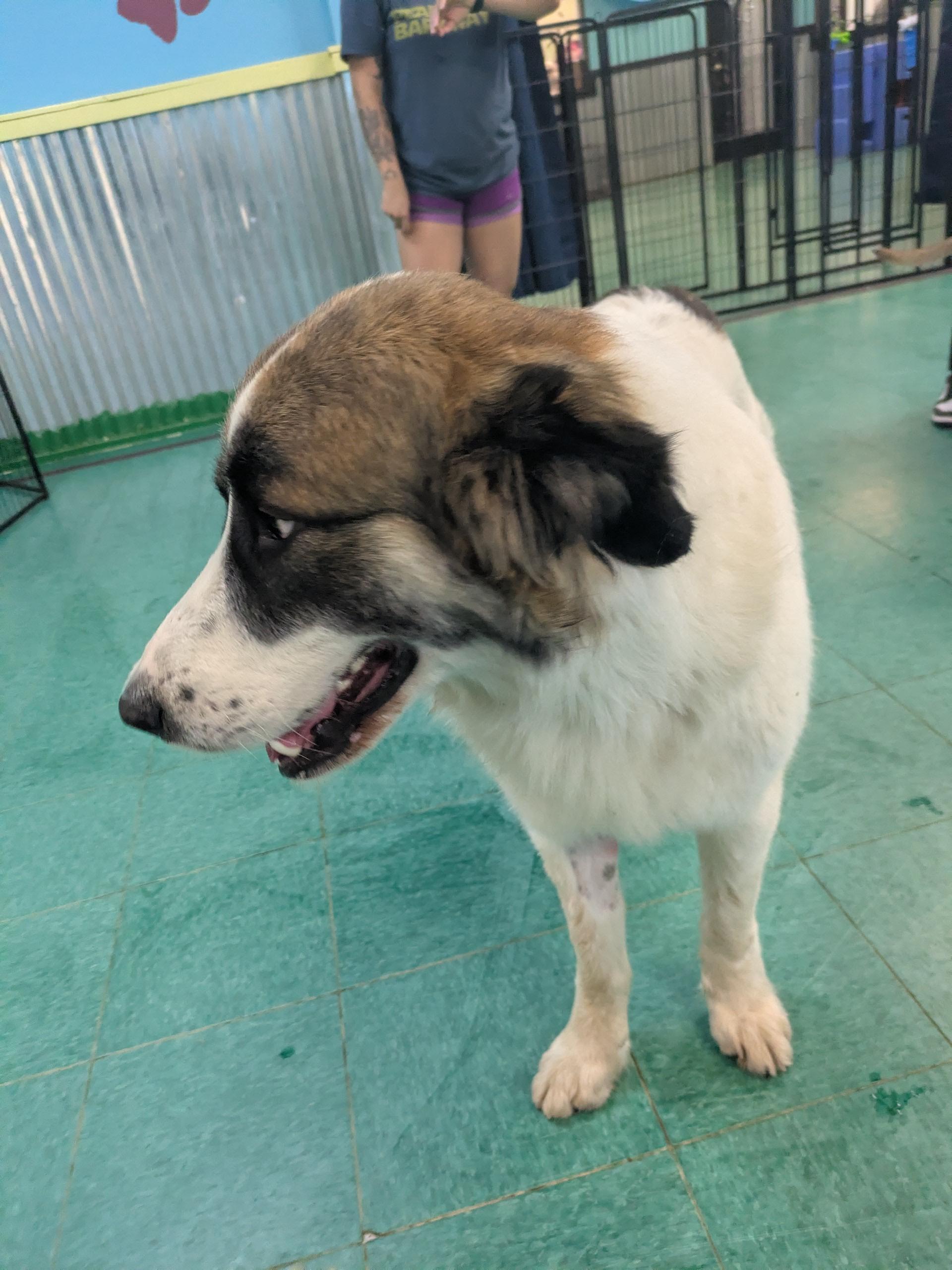 Enlarge Pierre, a ADOPTABLE mixed breed in PEARLAND, TX image 5/6