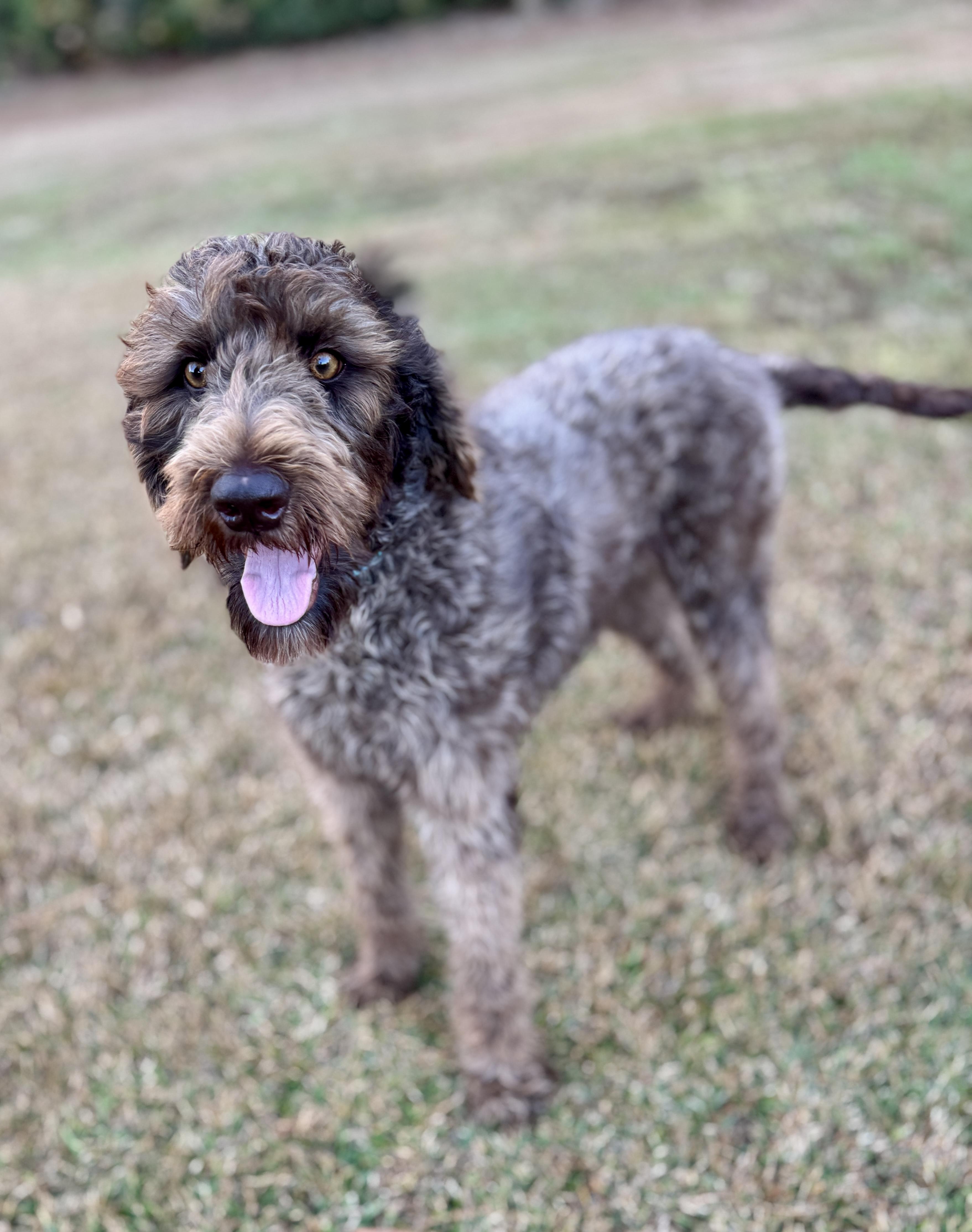 Enlarge Coco, an adopted Labradoodle in Enfield, CT image 1/6