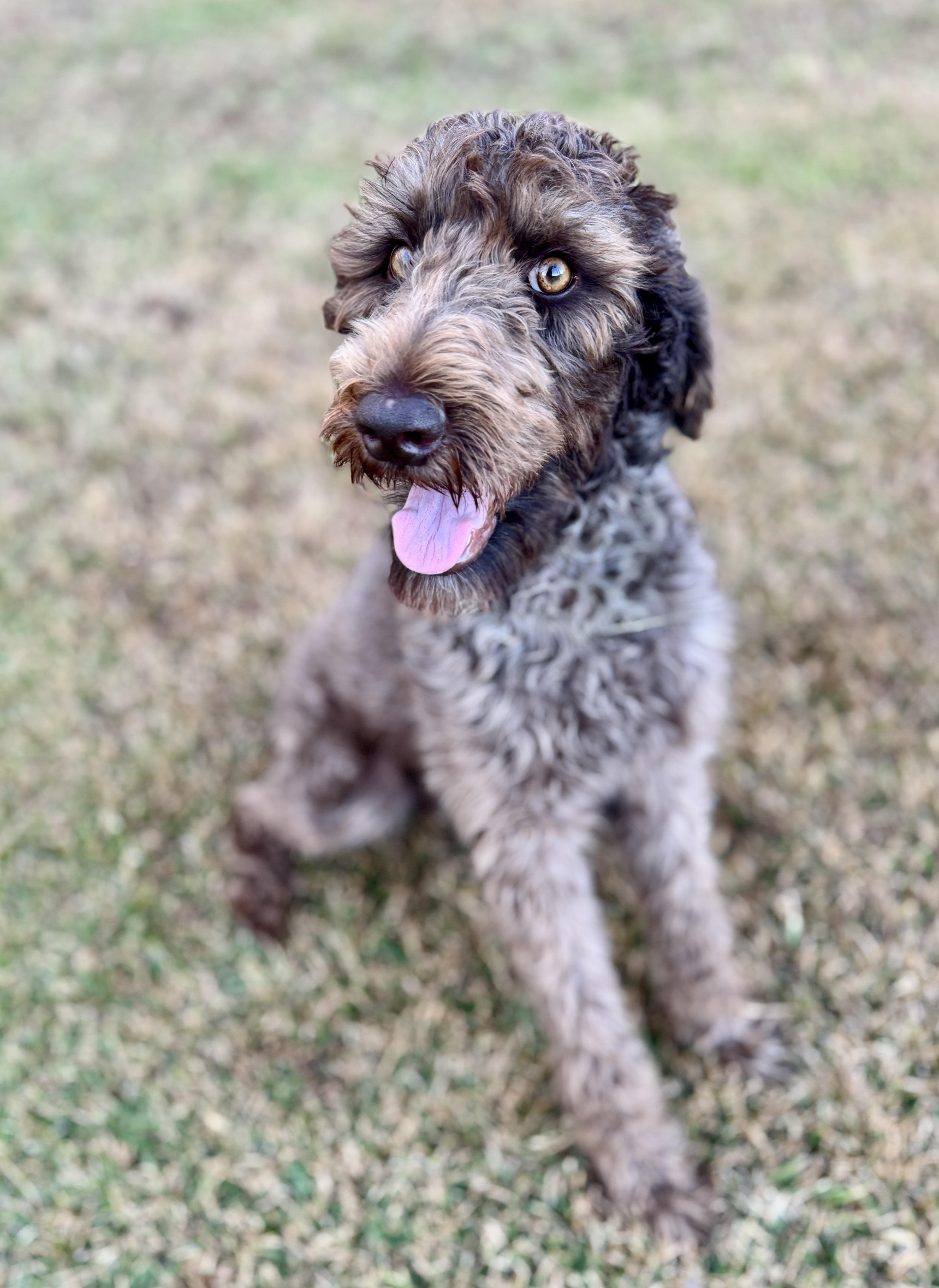 Enlarge Coco, an adopted Labradoodle in Enfield, CT image 4/6