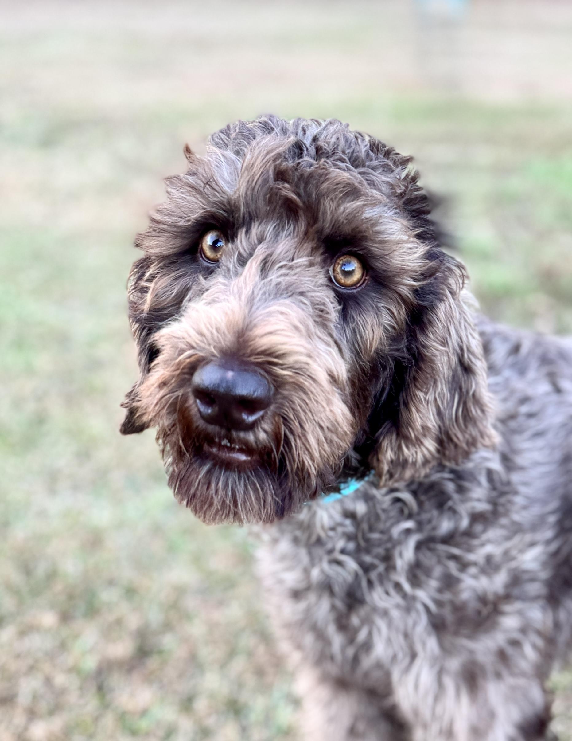 Enlarge Coco, an adopted Labradoodle in Enfield, CT image 3/6