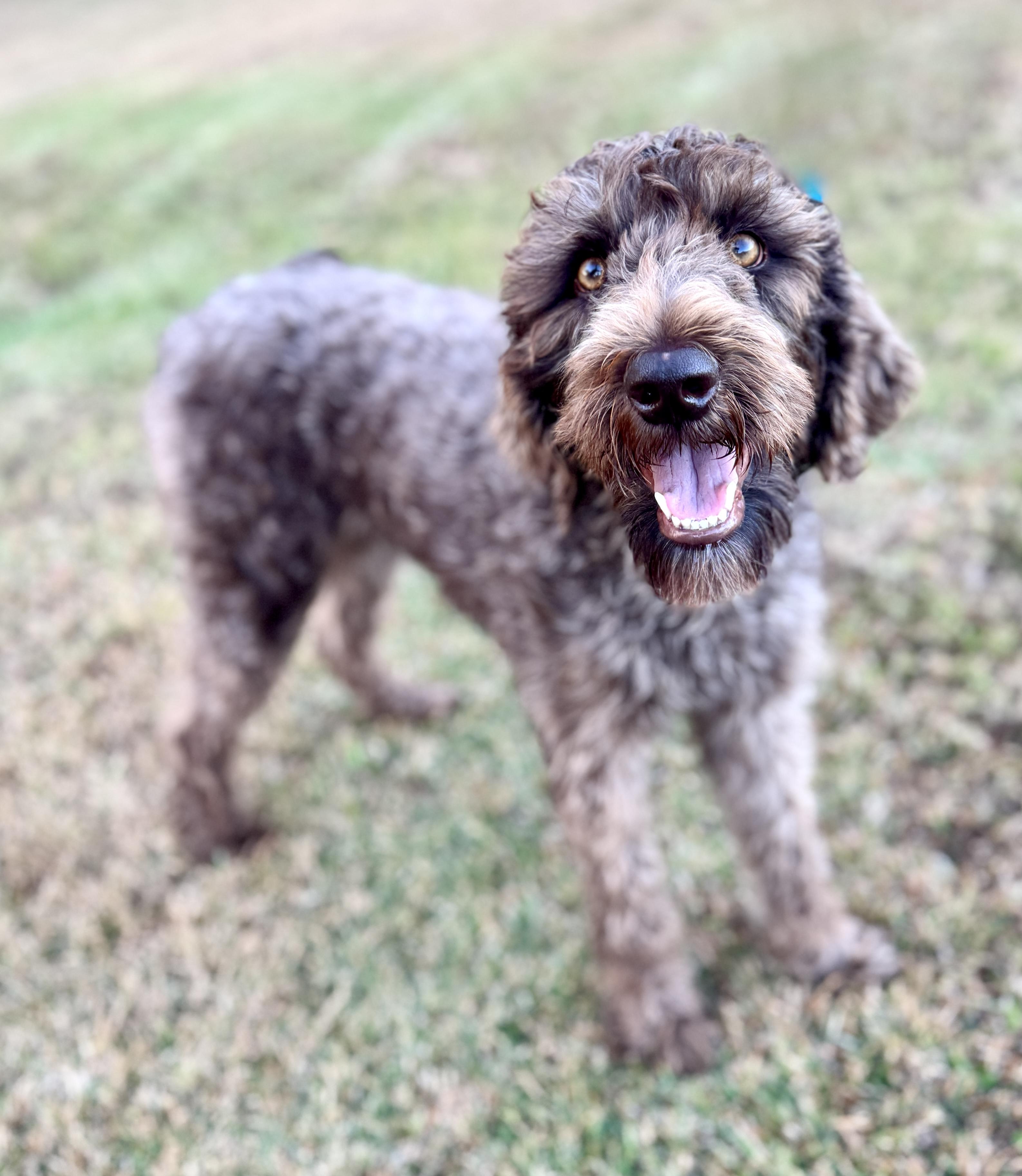 Enlarge Coco, an adopted Labradoodle in Enfield, CT image 2/6