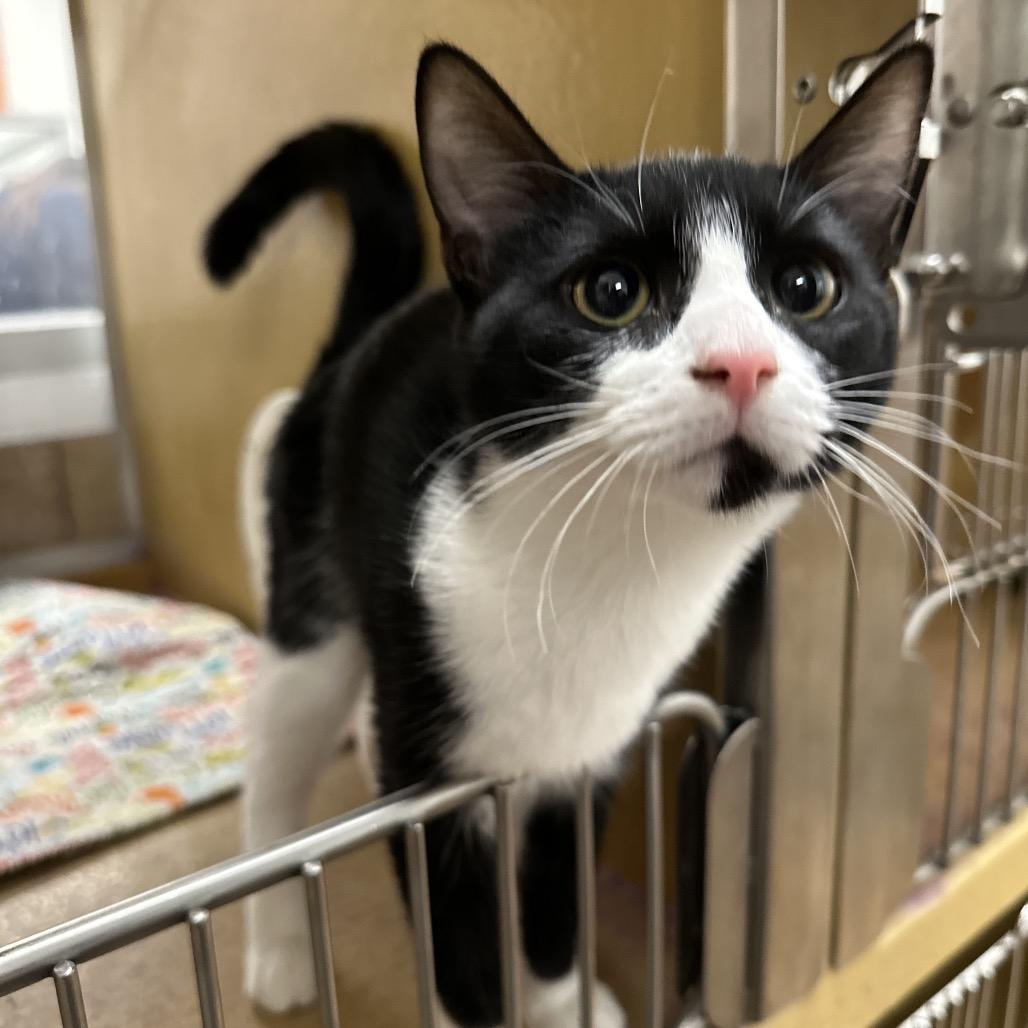 Sundae, Adoptable, Kitten Female Domestic Short Hair.