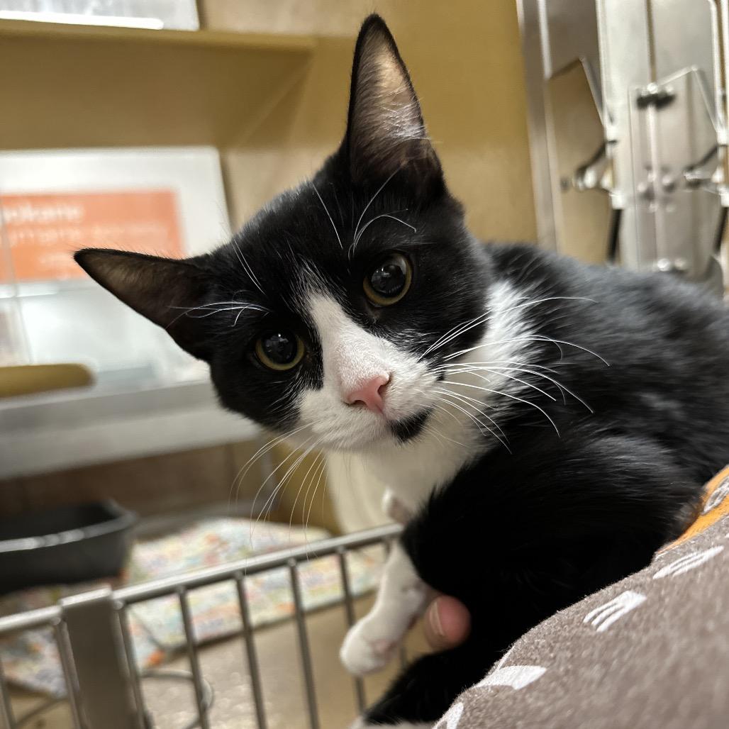 Enlarge Sundae, a Adoptable Domestic Short Hair in Spokane, WA image 2/5