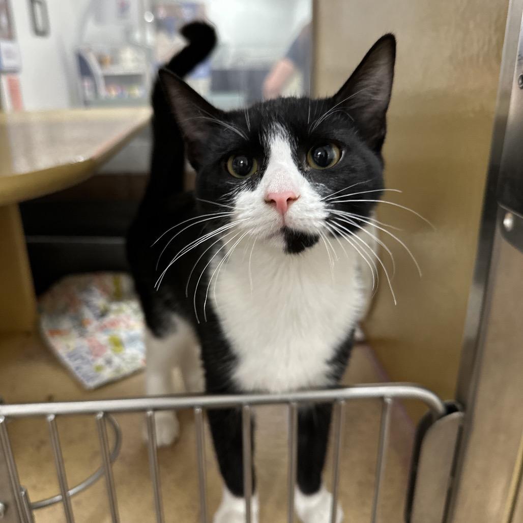 Enlarge Sundae, a Adoptable Domestic Short Hair in Spokane, WA image 3/5