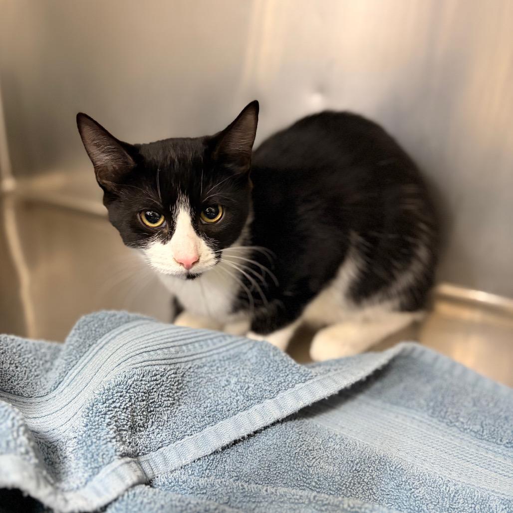 Enlarge Sundae, a Adoptable Domestic Short Hair in Spokane, WA image 4/5