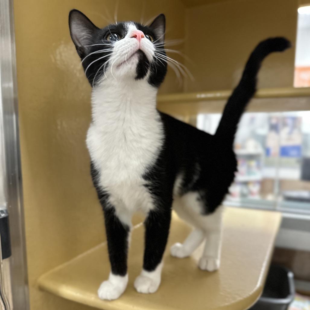 Enlarge Sundae, a Adoptable Domestic Short Hair in Spokane, WA image 5/5