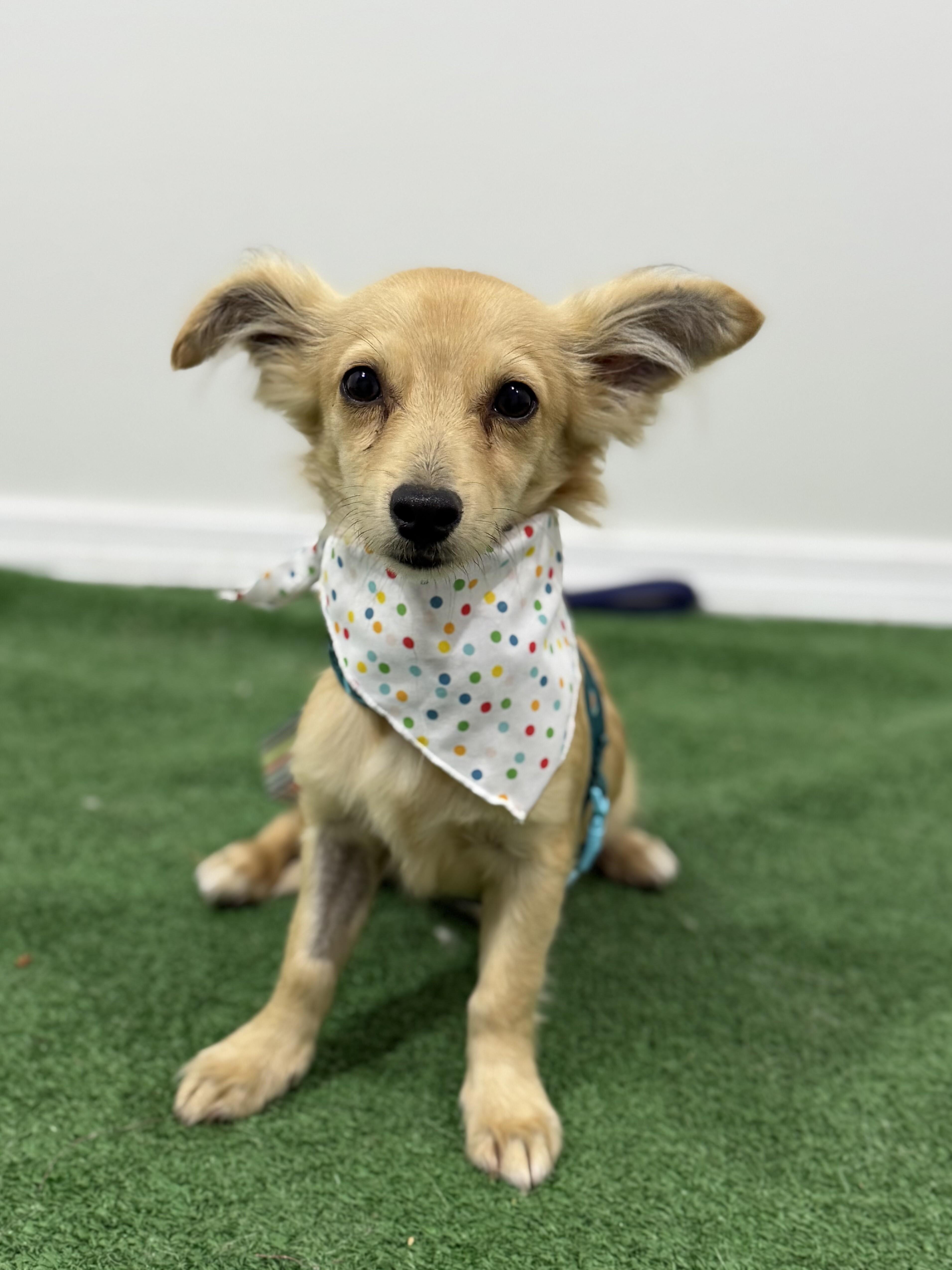 Tito, an adoptable Spaniel, Papillon in Santa Ana, CA, 92701 | Photo Image 1