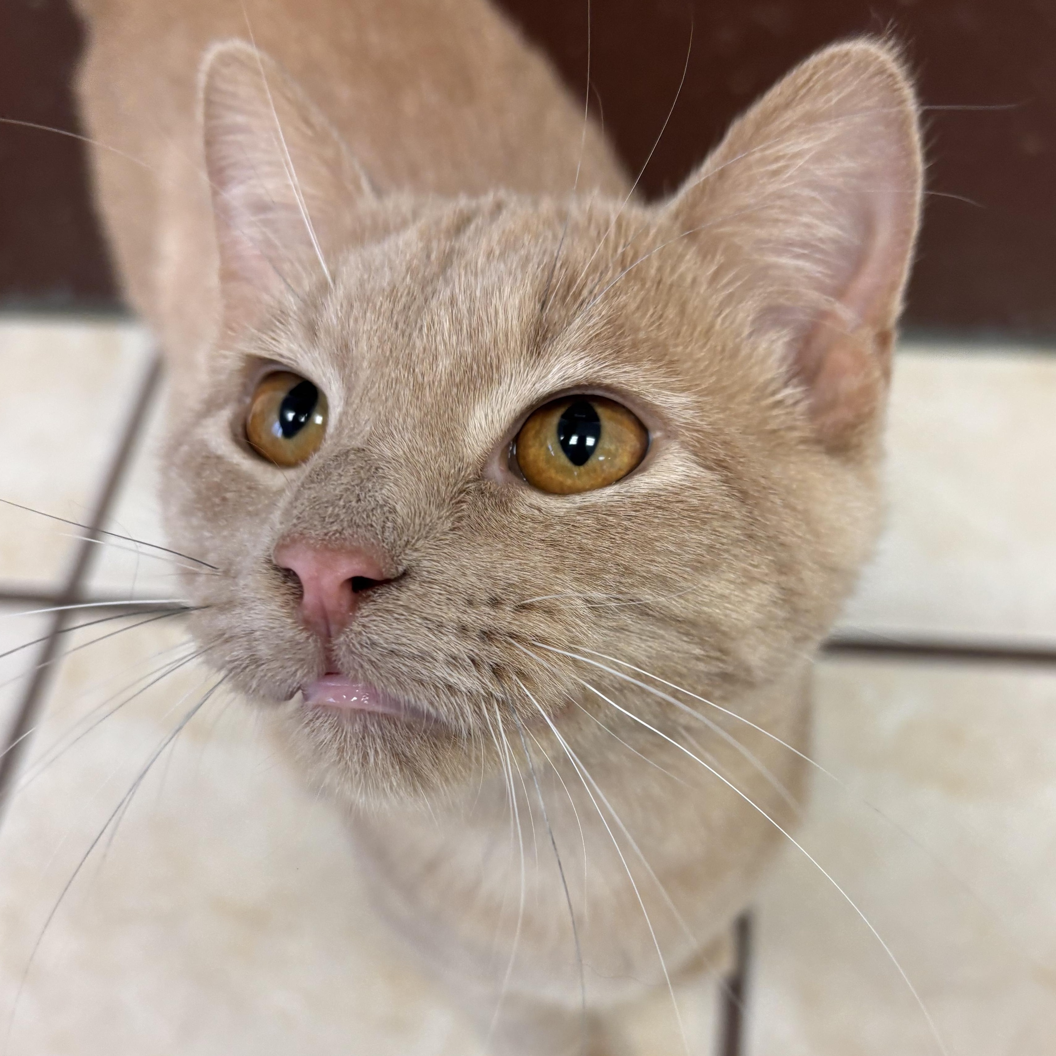 Enlarge Shaggy, a Adoptable Domestic Short Hair in Chippewa Falls, WI image 1/1