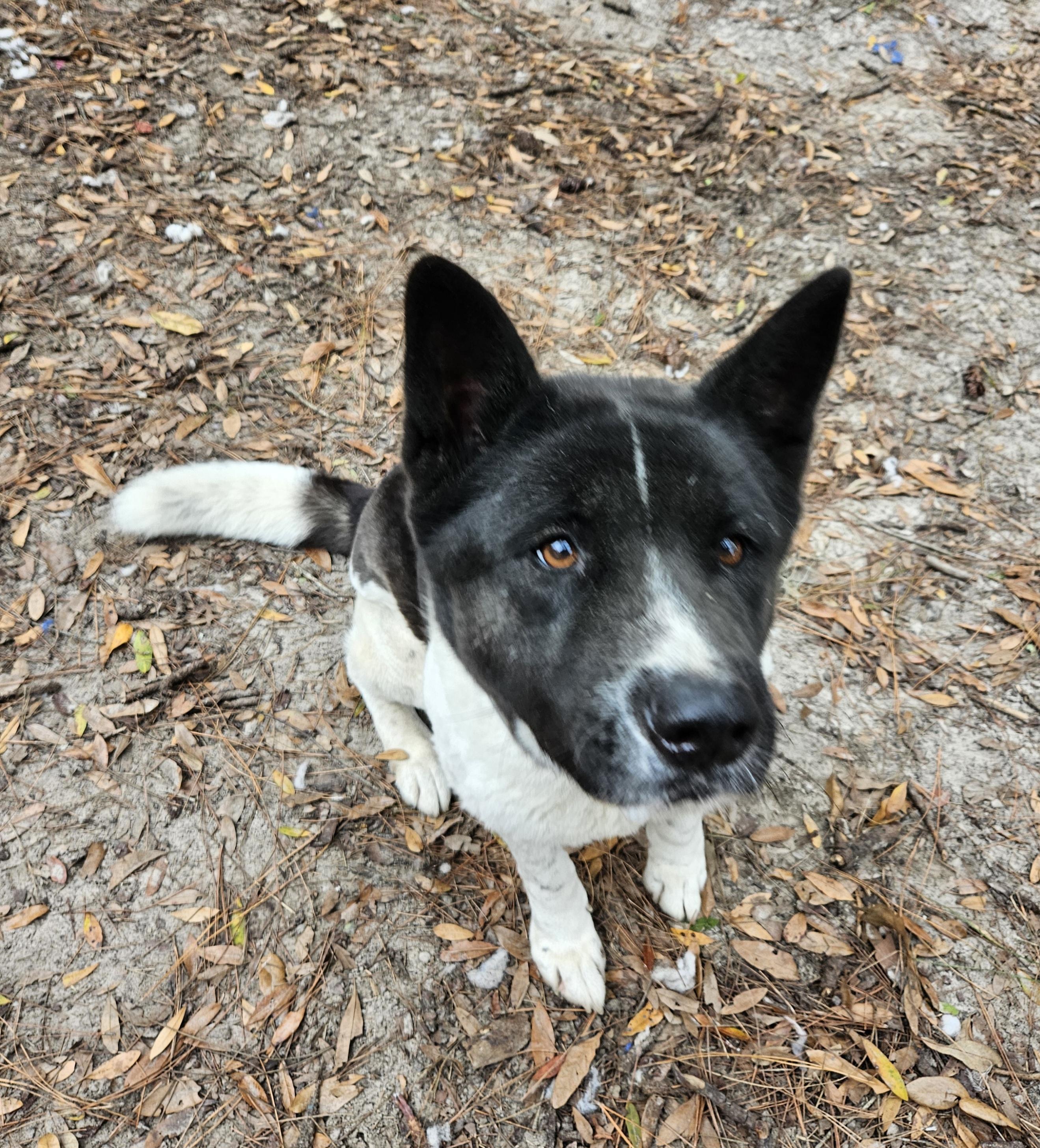 Xena, Young Female unknown