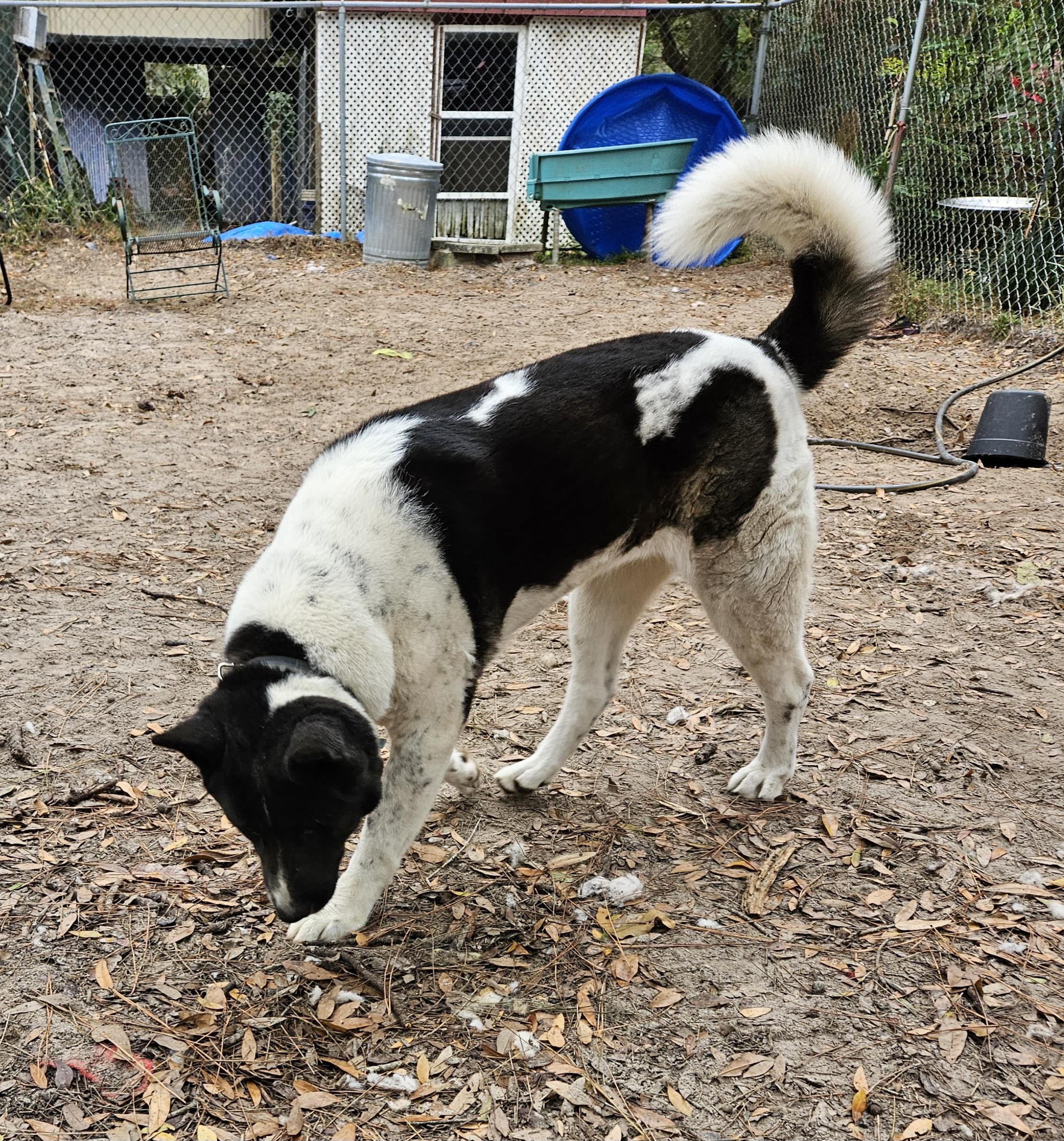 Xena photo 4