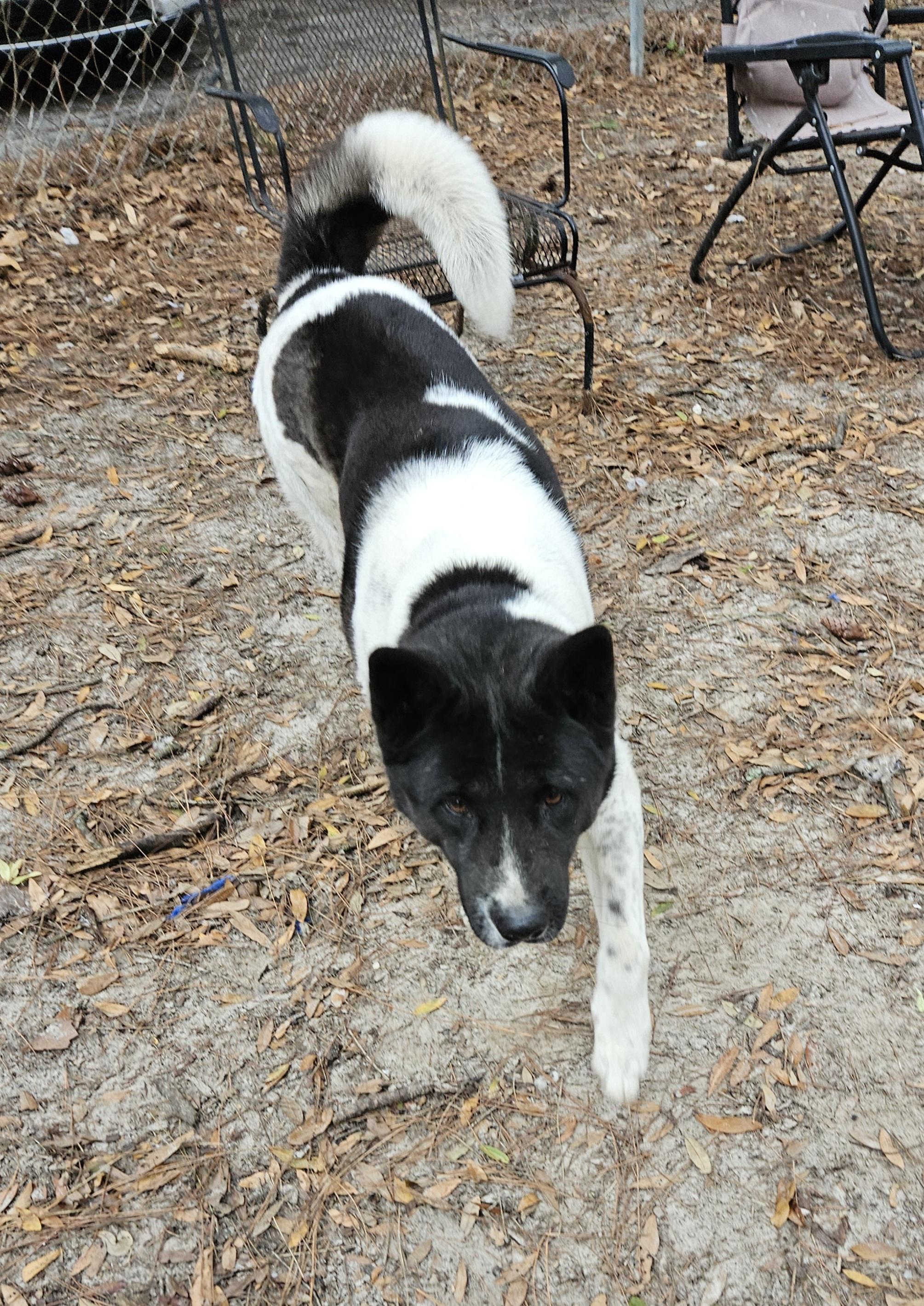 Xena photo 3