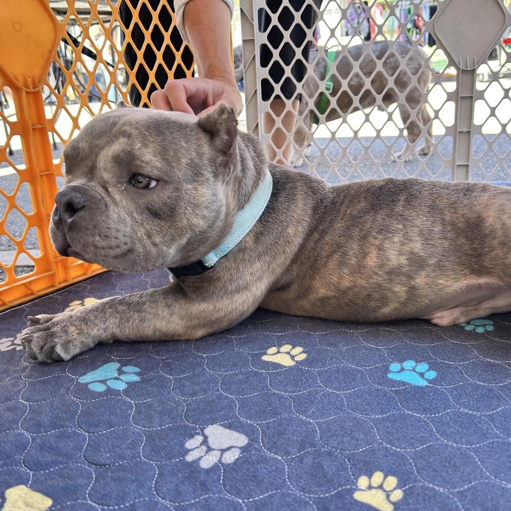 Enlarge Griffey, a Adoptable American Bully in Huber Heights, OH image 1/6