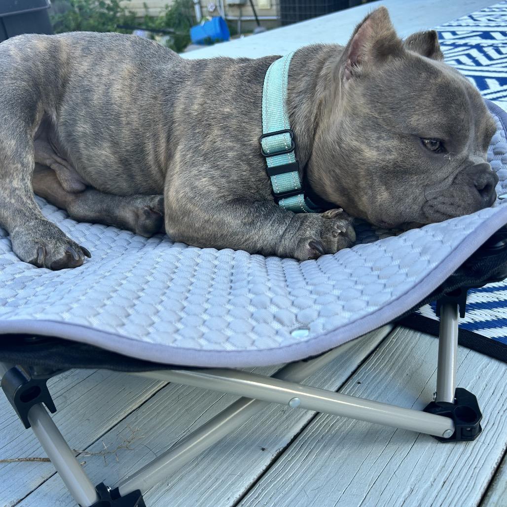 Enlarge Griffey, a Adoptable American Bully in Huber Heights, OH image 2/6