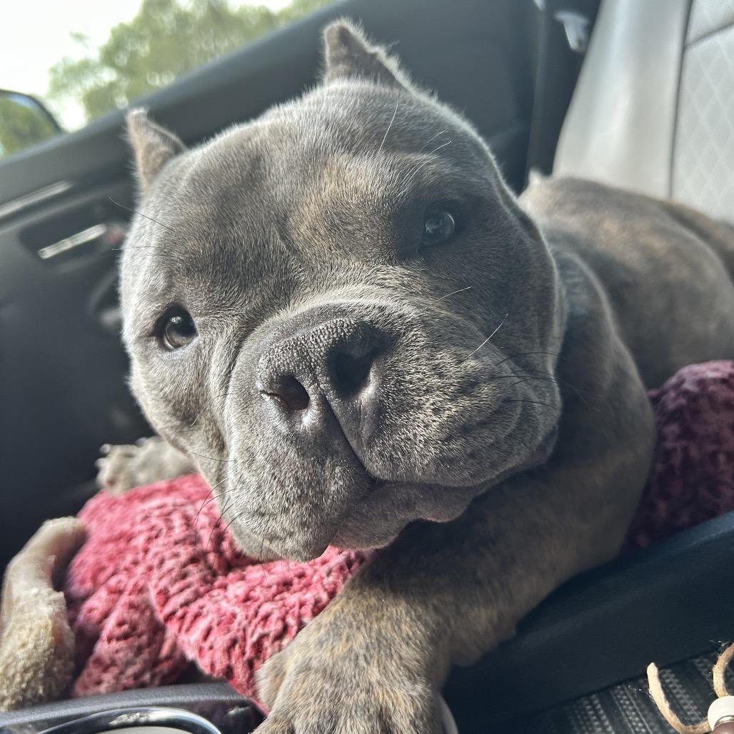 Enlarge Griffey, a Adoptable American Bully in Huber Heights, OH image 3/6