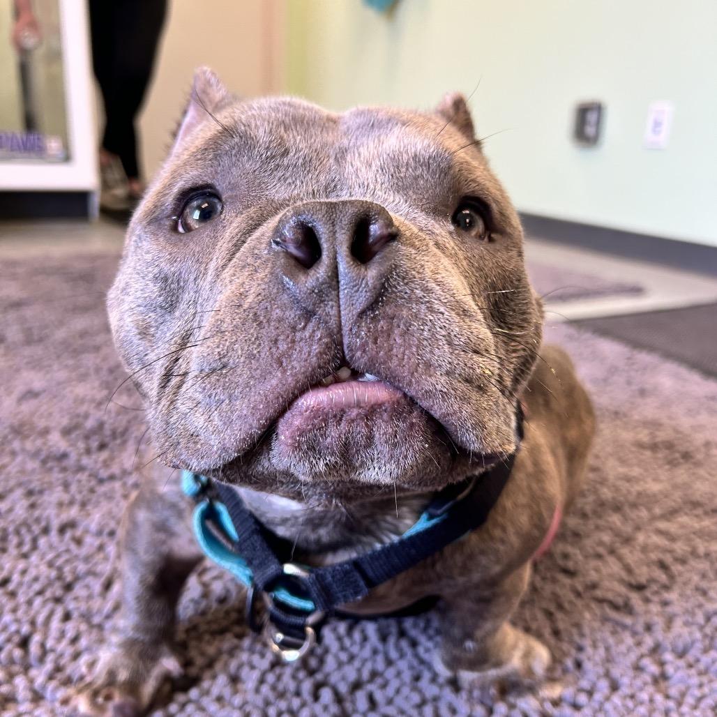 Enlarge Griffey, a Adoptable American Bully in Huber Heights, OH image 4/6