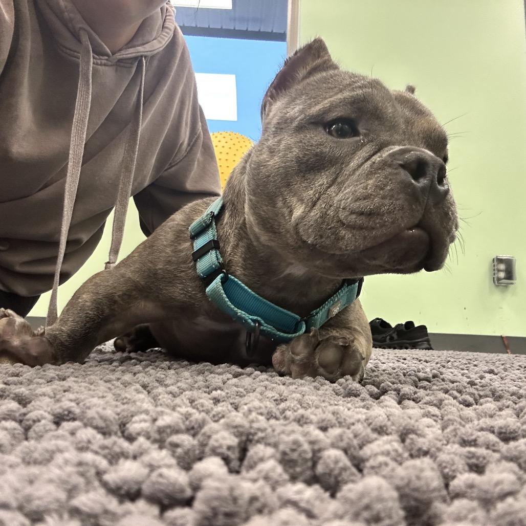 Enlarge Griffey, a Adoptable American Bully in Huber Heights, OH image 5/6