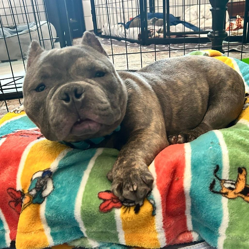 Enlarge Griffey, a Adoptable American Bully in Huber Heights, OH image 6/6
