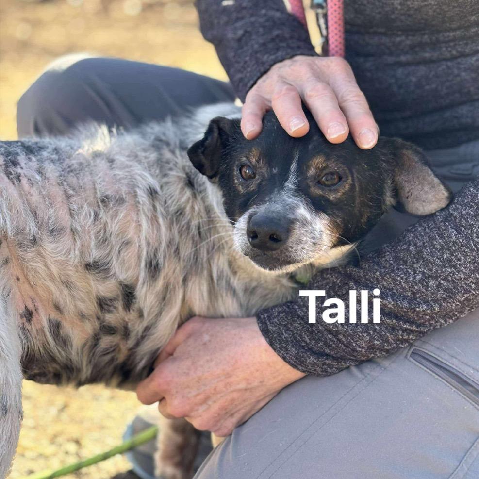 Talli