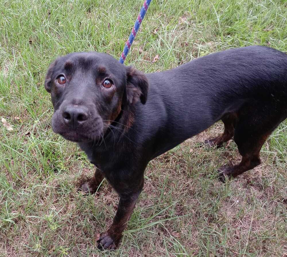 Elaine, a Adopted mixed breed in Ridgeland, SC image 1/3