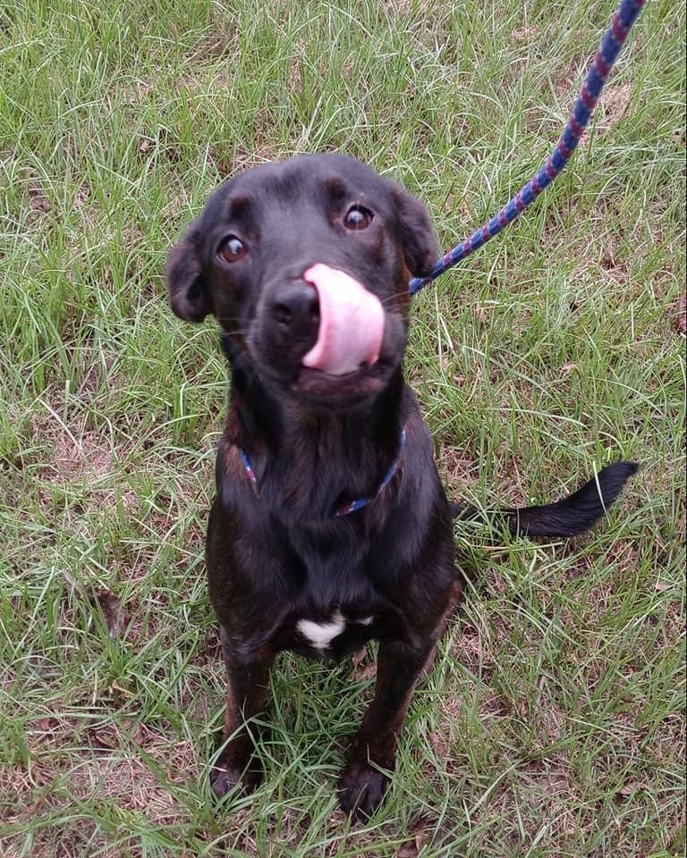 Elaine, a Adopted mixed breed in Ridgeland, SC image 2/3